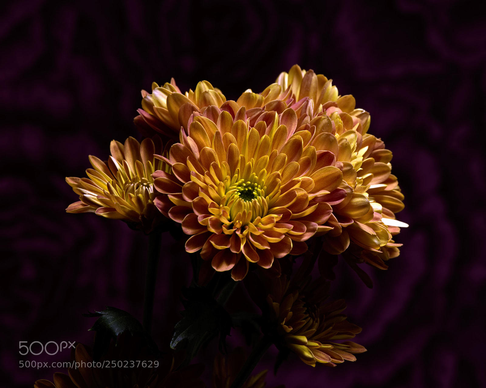Nikon D810 sample photo. Late season mums 1104 photography