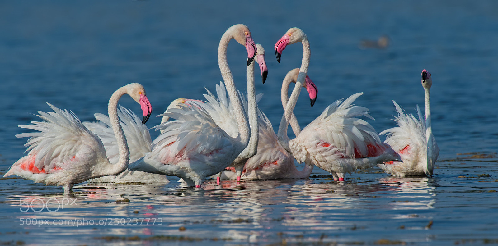 Nikon D5 sample photo. Family www.wildlifestories.in photography
