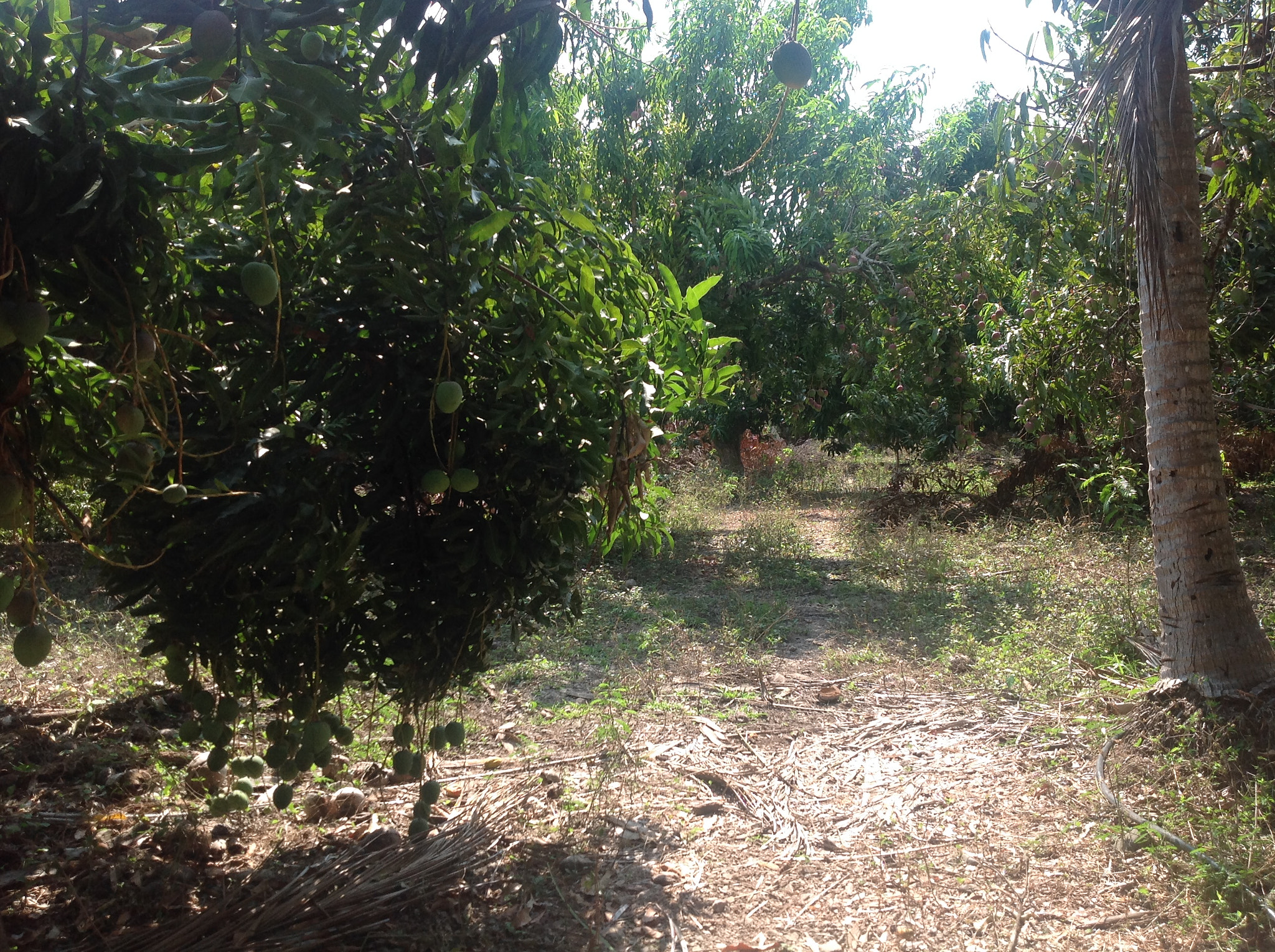 Apple iPad sample photo. Img photography