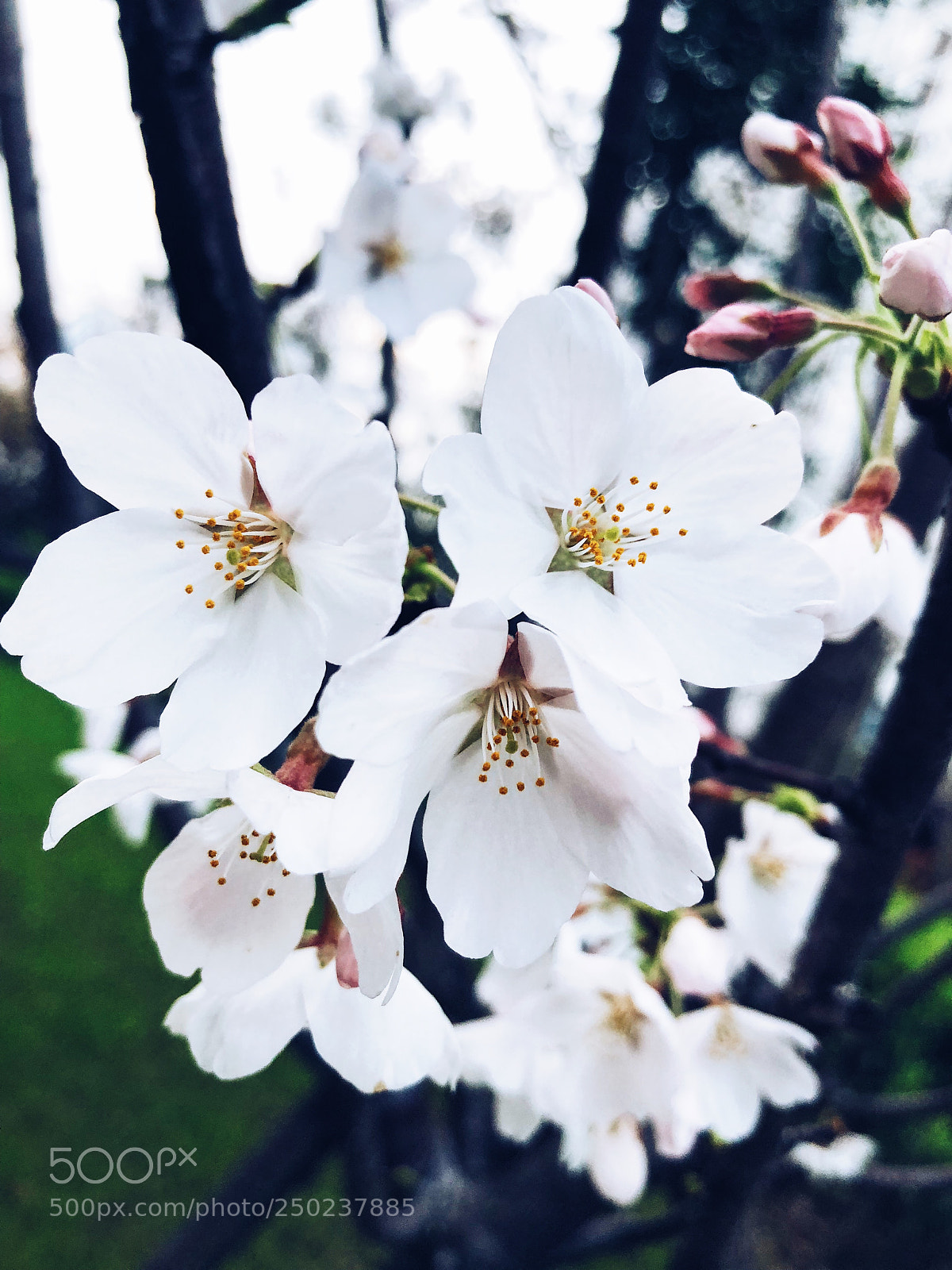 Apple iPhone 8 sample photo. Untitled photography