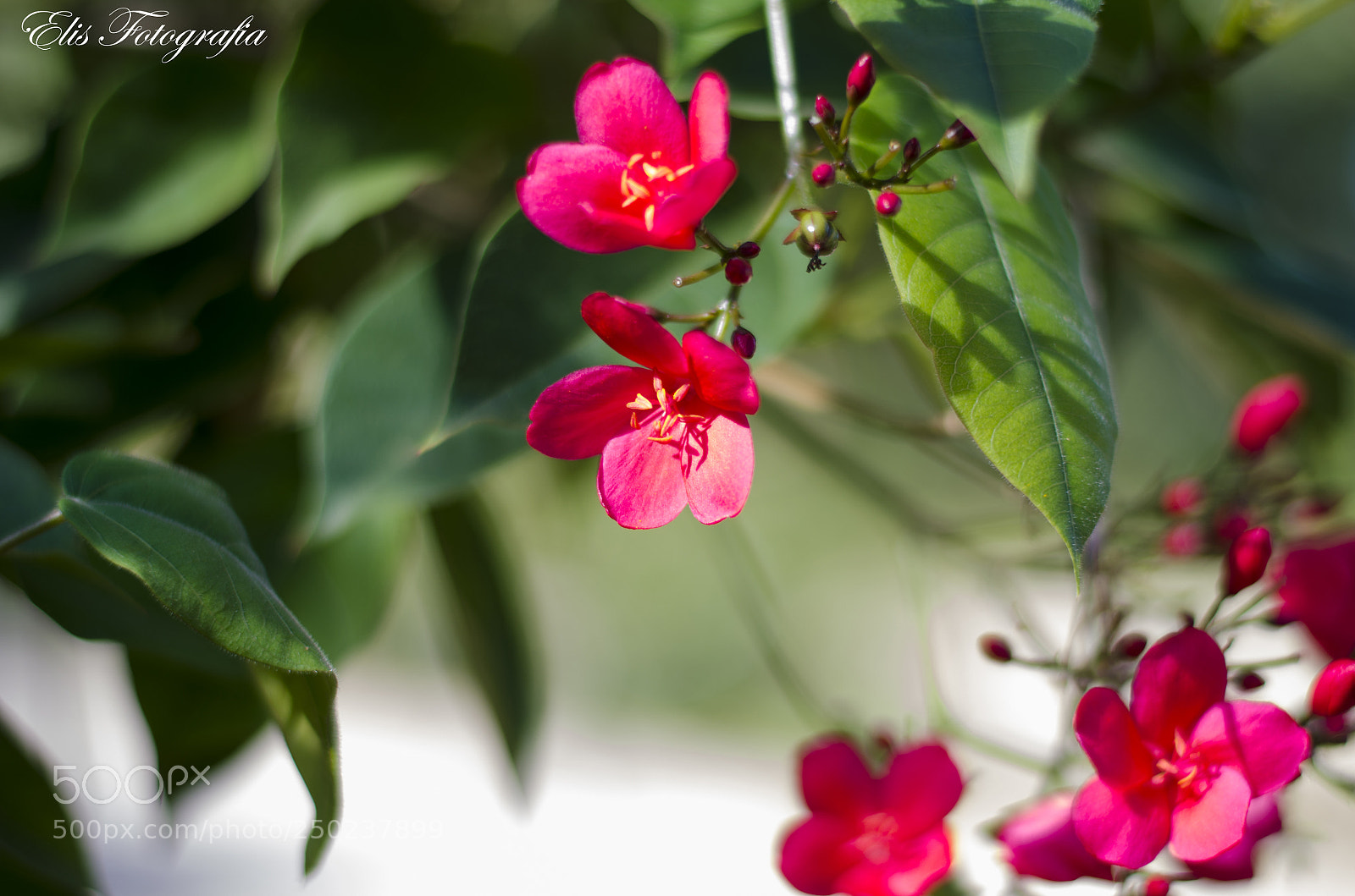 Nikon D5100 sample photo. 00259.jpg photography