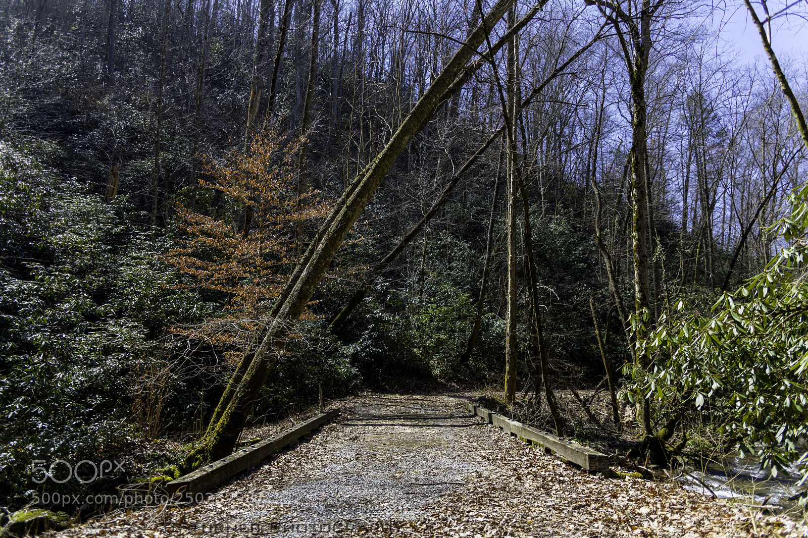Canon EOS 5D Mark IV sample photo. A photography