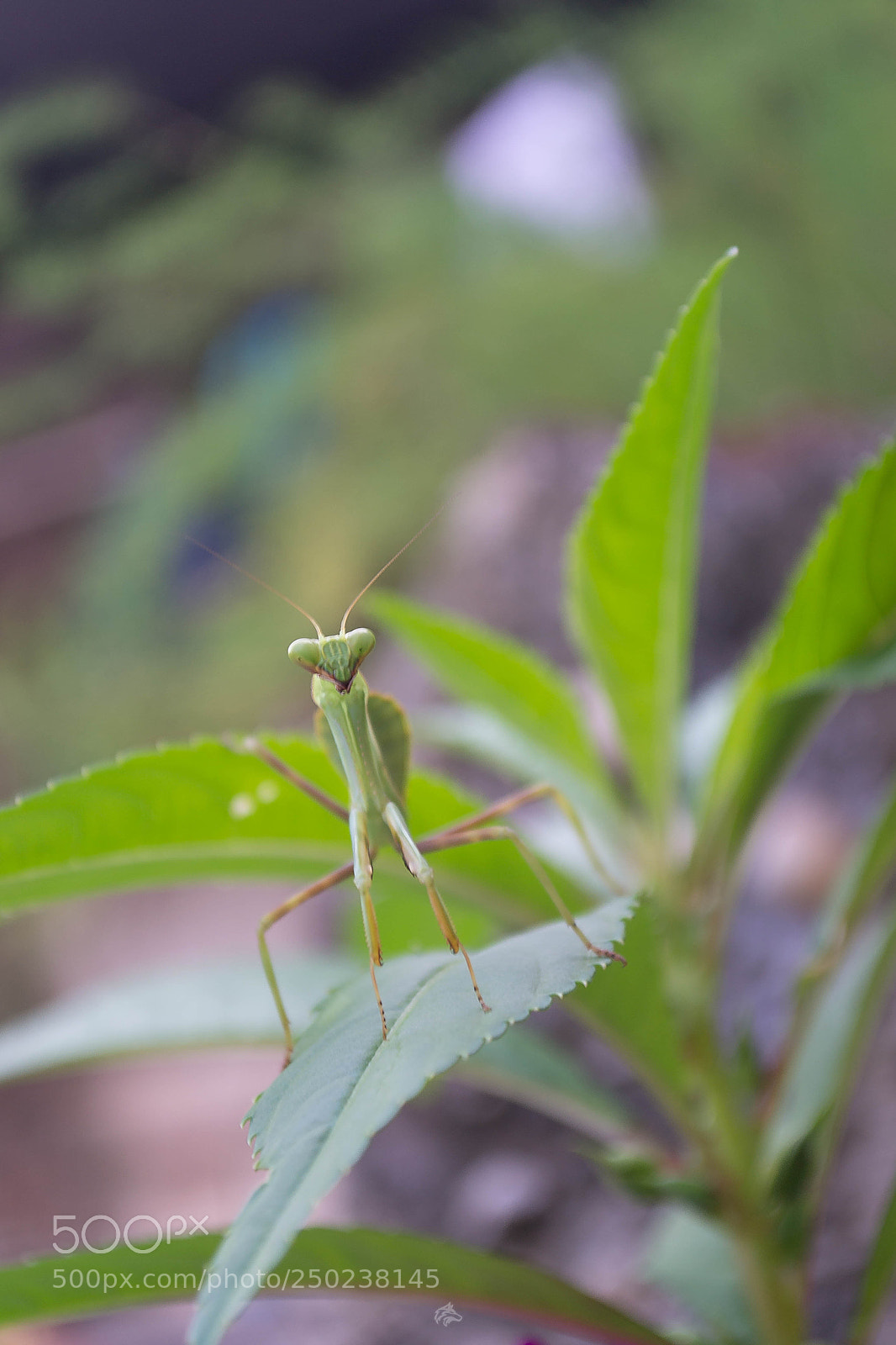 Nikon D3100 sample photo. Insect photography