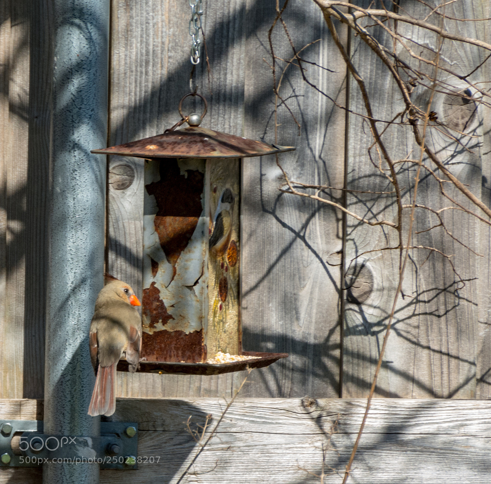Nikon D7100 sample photo. Breakfast with the cardinals photography