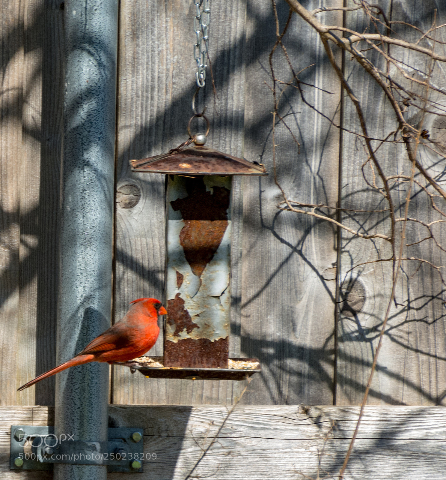 Nikon D7100 sample photo. Breakfast with the cardinals photography