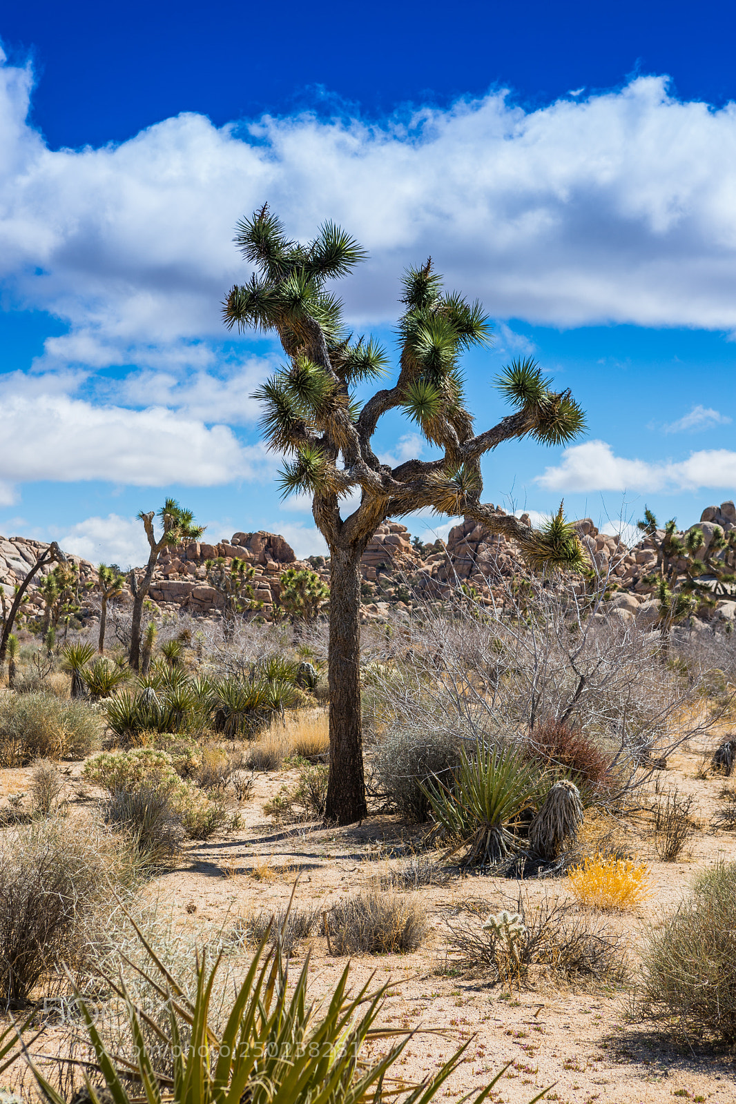 Canon EOS 6D Mark II sample photo. Joshua tree photography