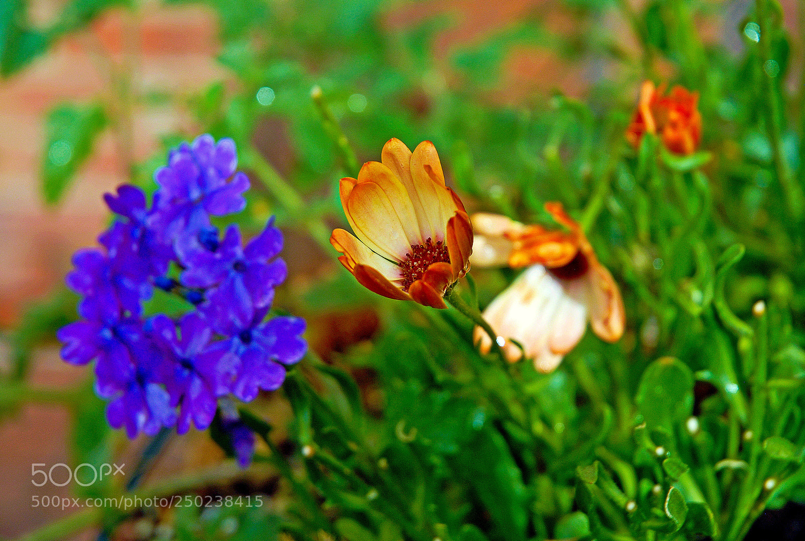 Nikon D200 sample photo. Come hither photography