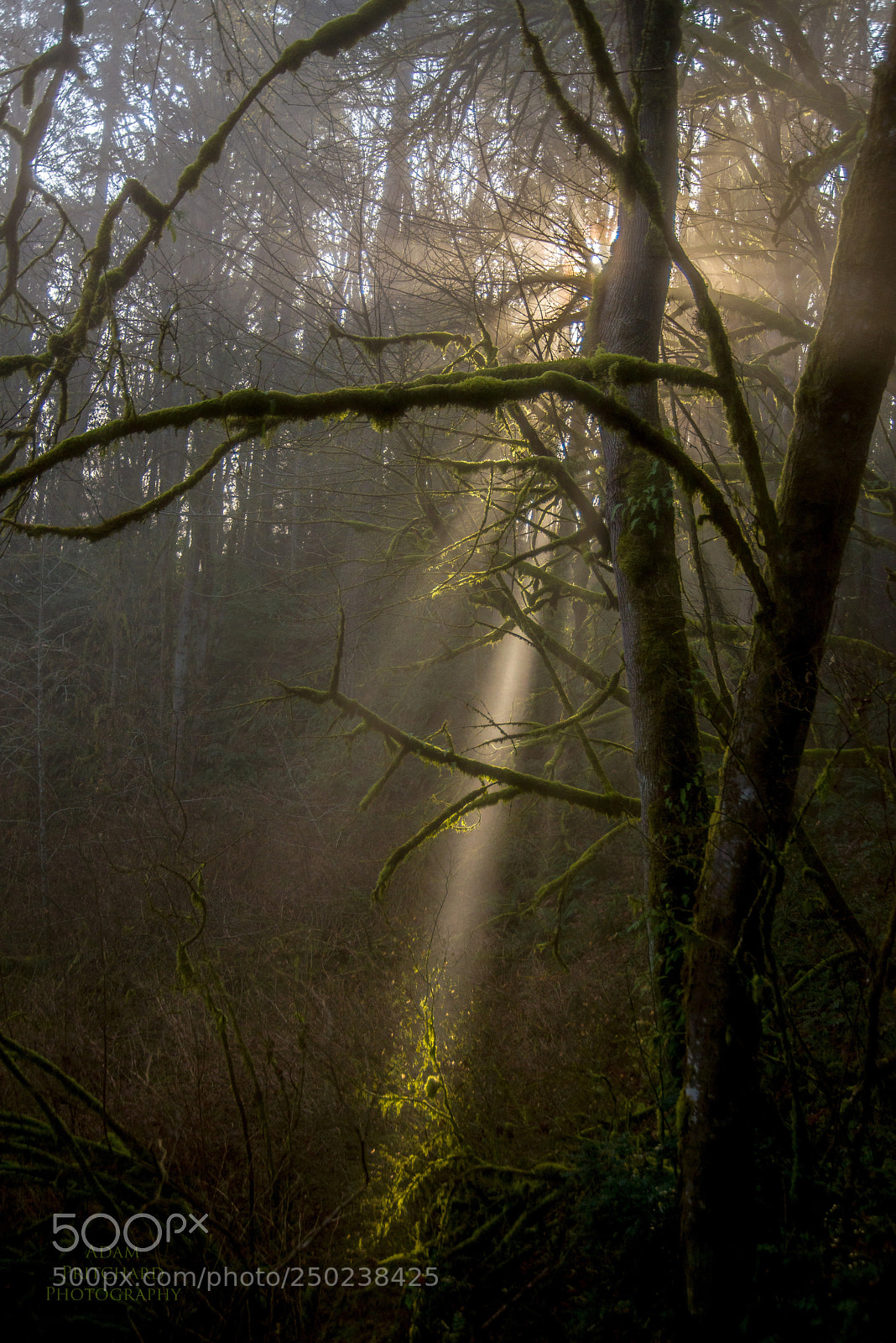 Nikon D800 sample photo. Ray of light  photography
