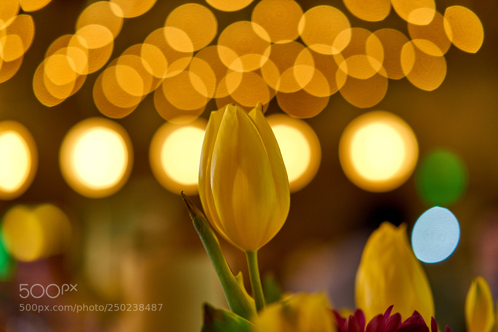 Sony a7R II sample photo. Tulip! photography