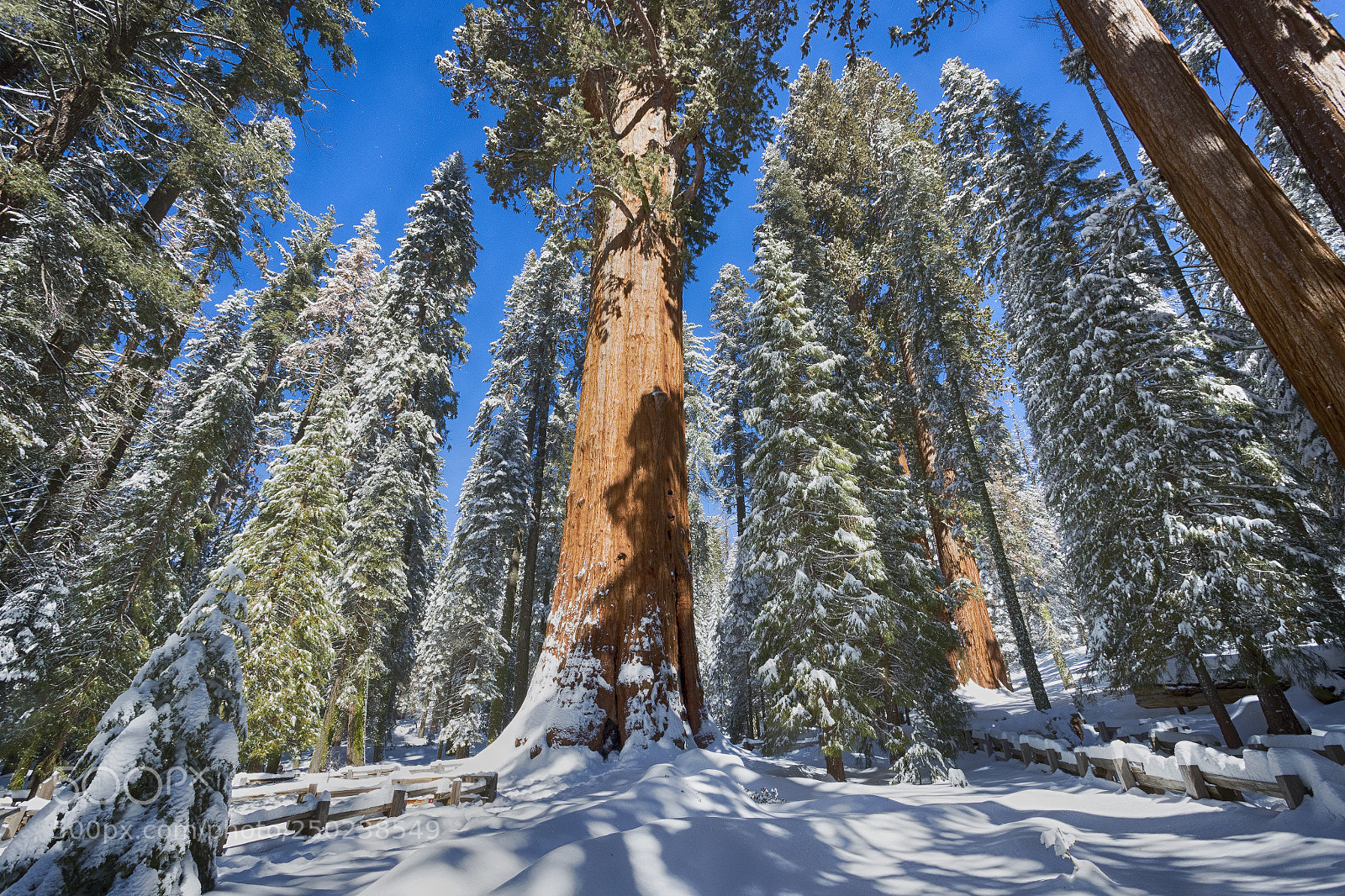 Canon EOS-1D X Mark II sample photo. A giant amongst giants photography