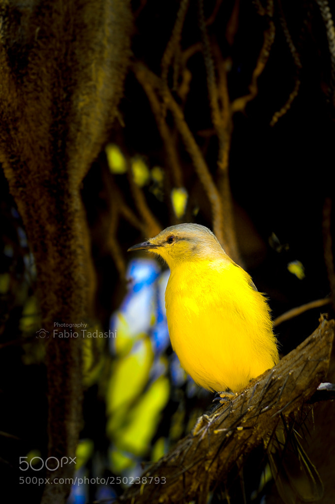 Nikon D700 sample photo. Untitled photography