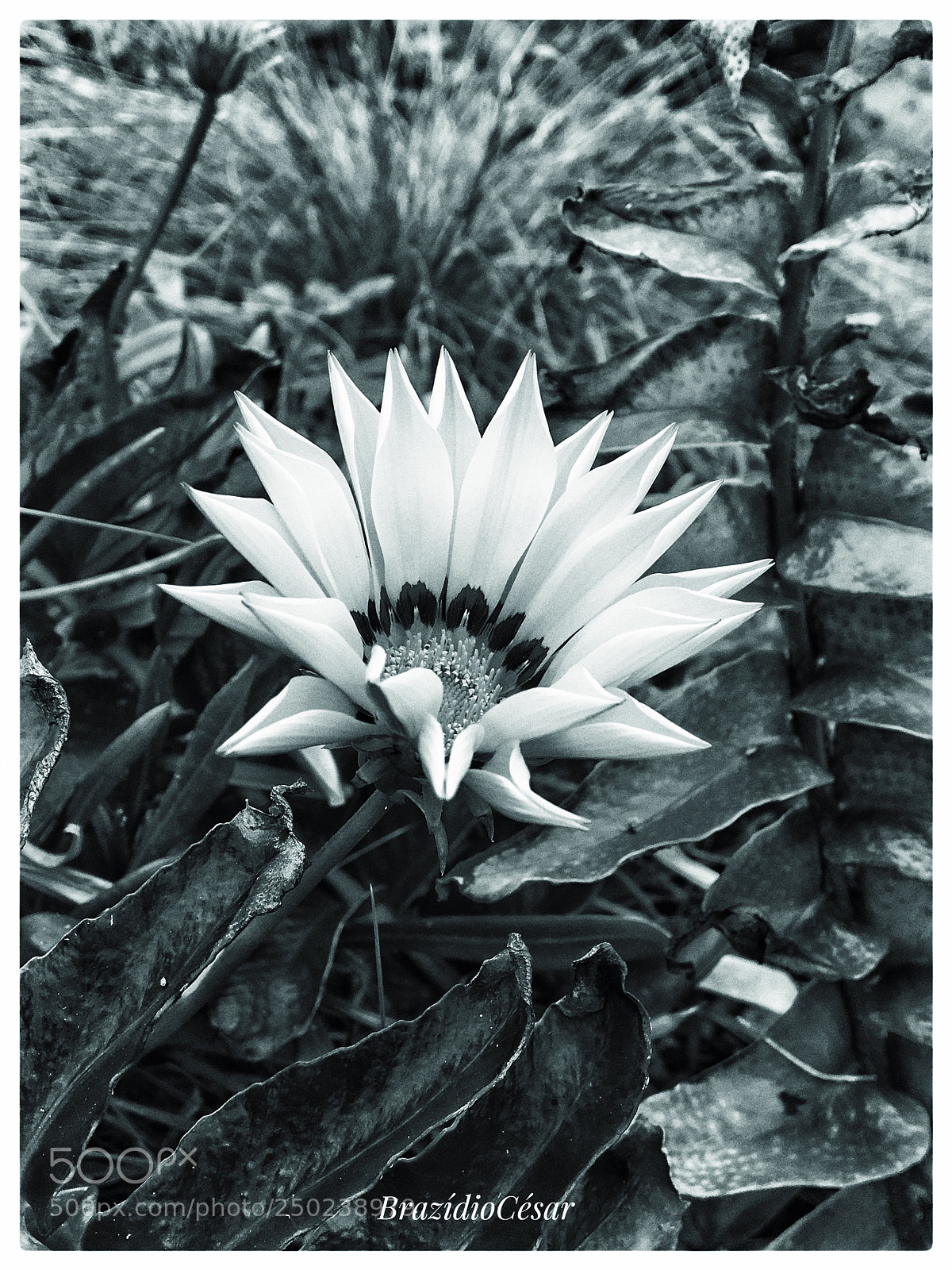 Apple iPhone 6s sample photo. Untitled photography