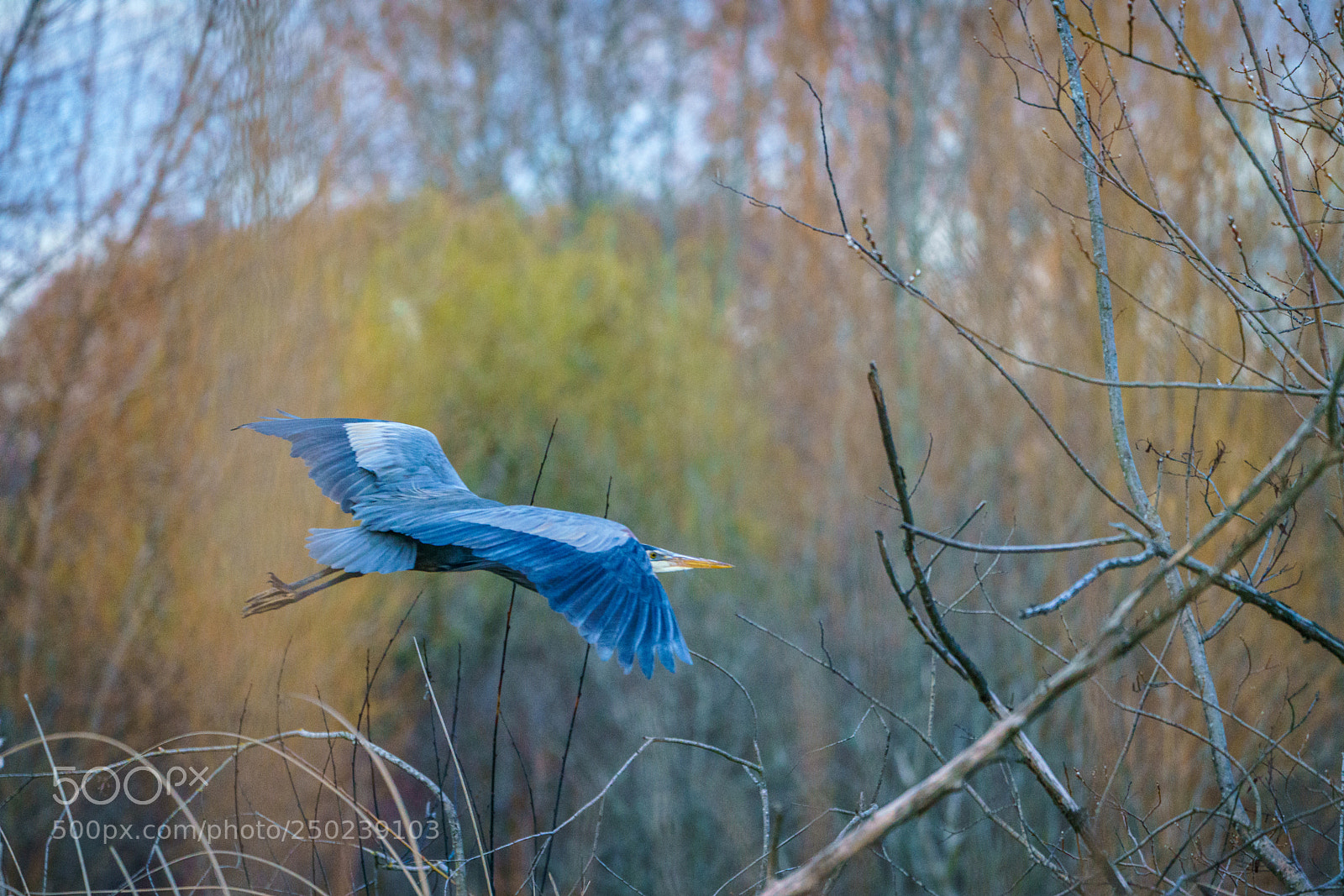 Sony a7R III sample photo. Great blue heron photography