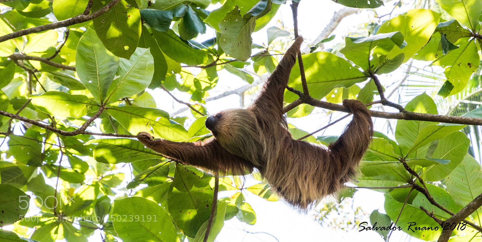 Nikon D7500 sample photo. Perezoso costa rica cahuita photography