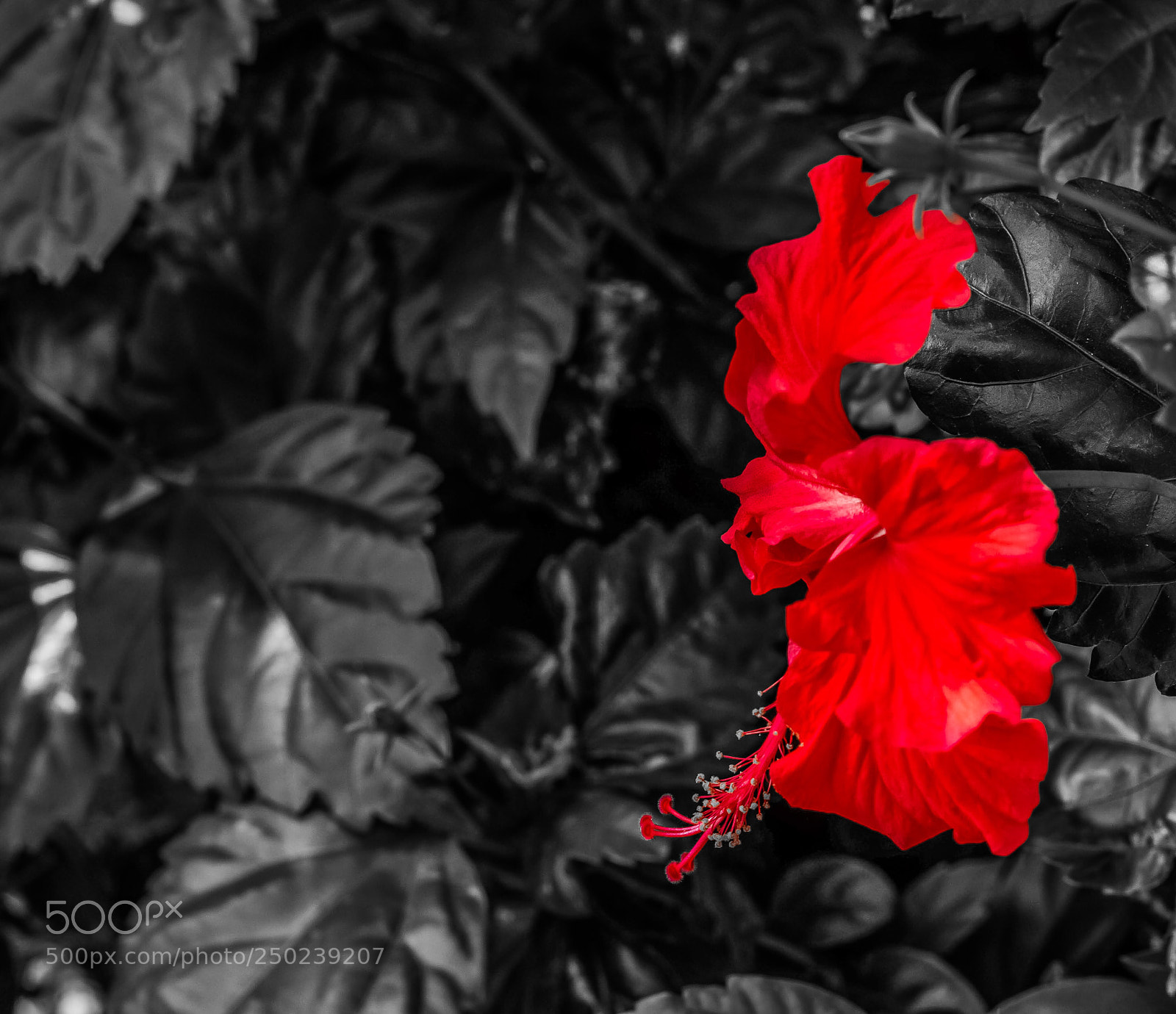Nikon D3200 sample photo. Negro y rojo. photography