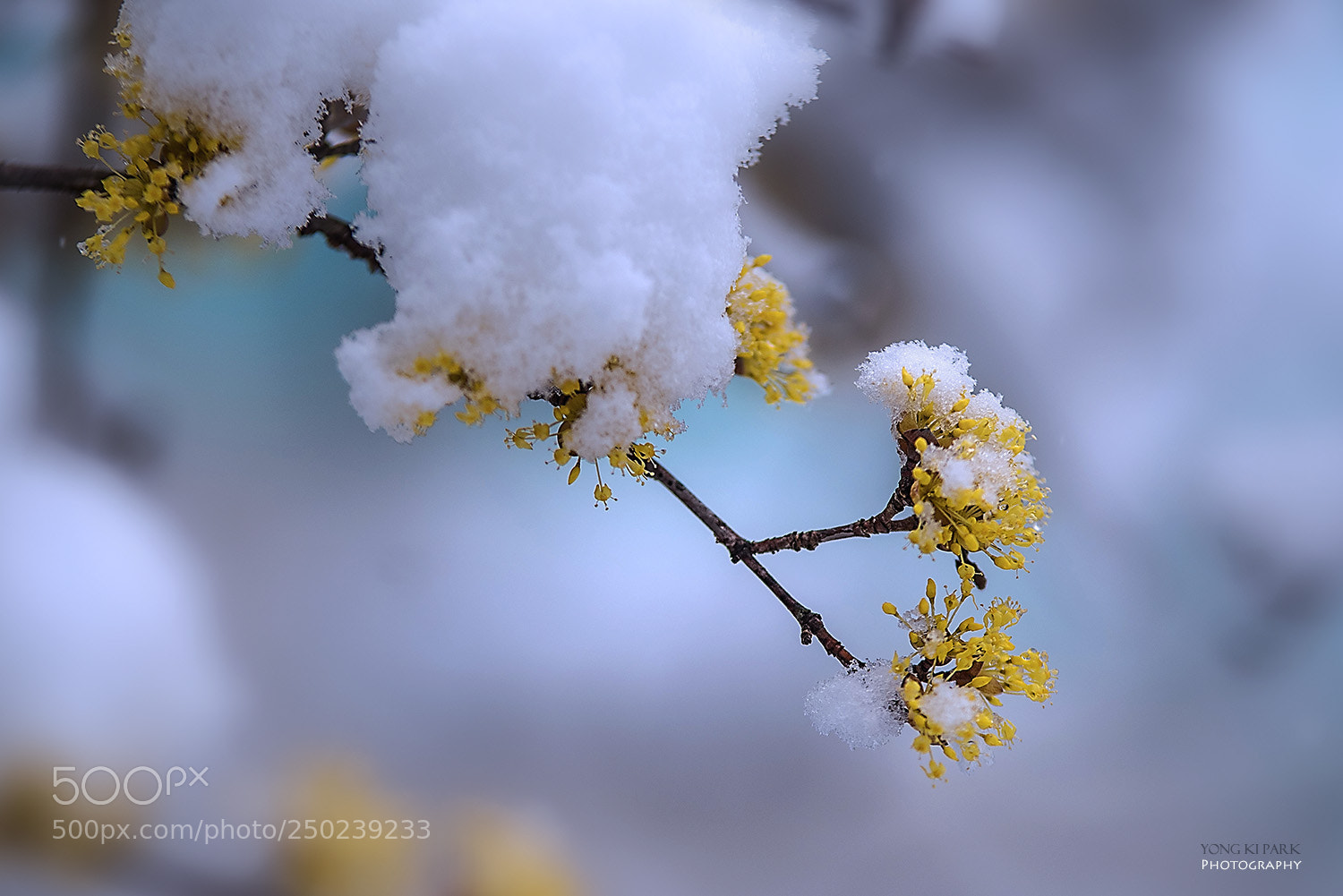 Pentax K-1 sample photo. Snow in the early photography