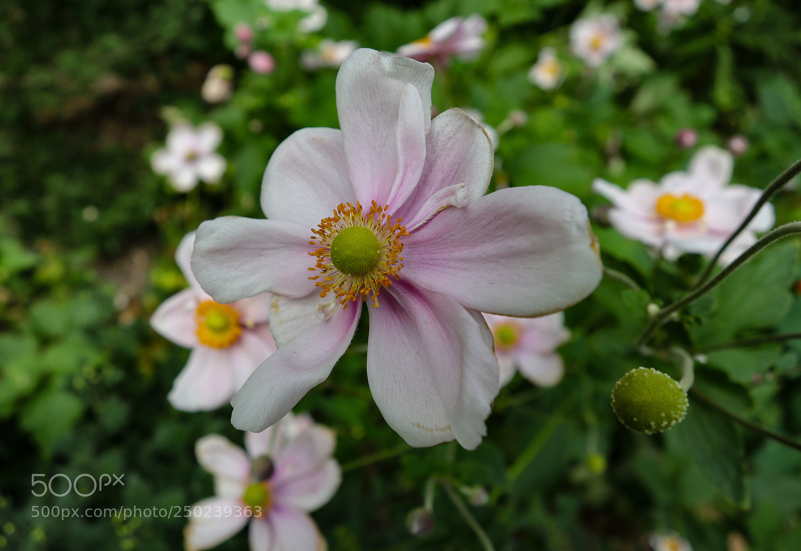 Canon PowerShot G1 X Mark III sample photo. Japanese windflowers photography