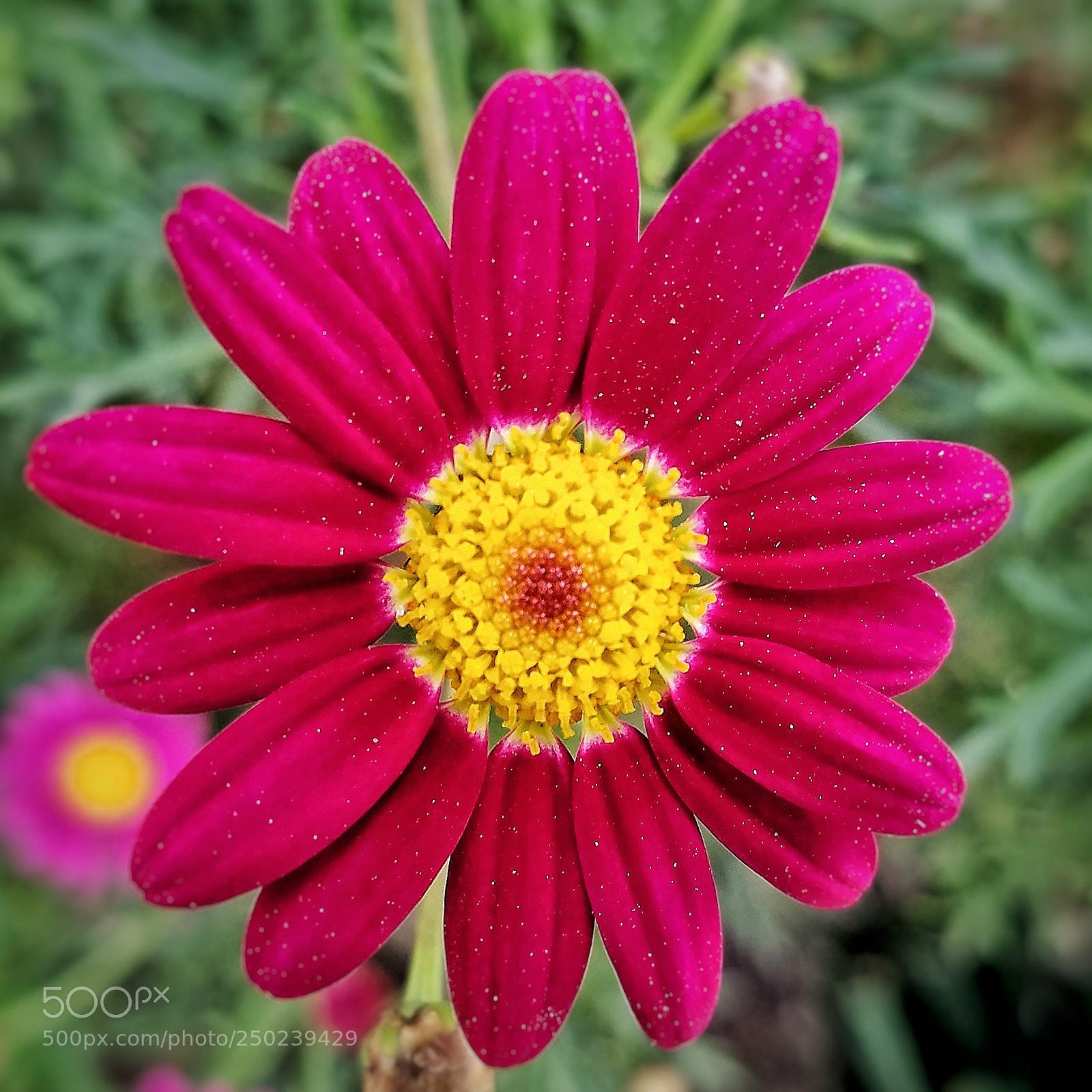 Samsung Galaxy S7 Edge sample photo. Untitled photography