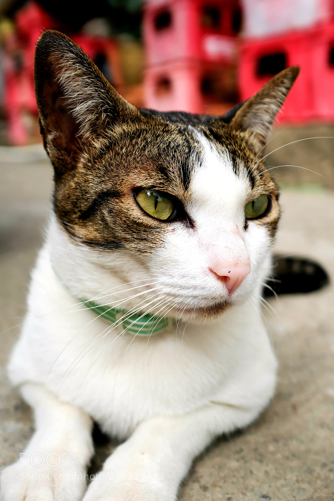 Fujifilm X100F sample photo. Untitled photography