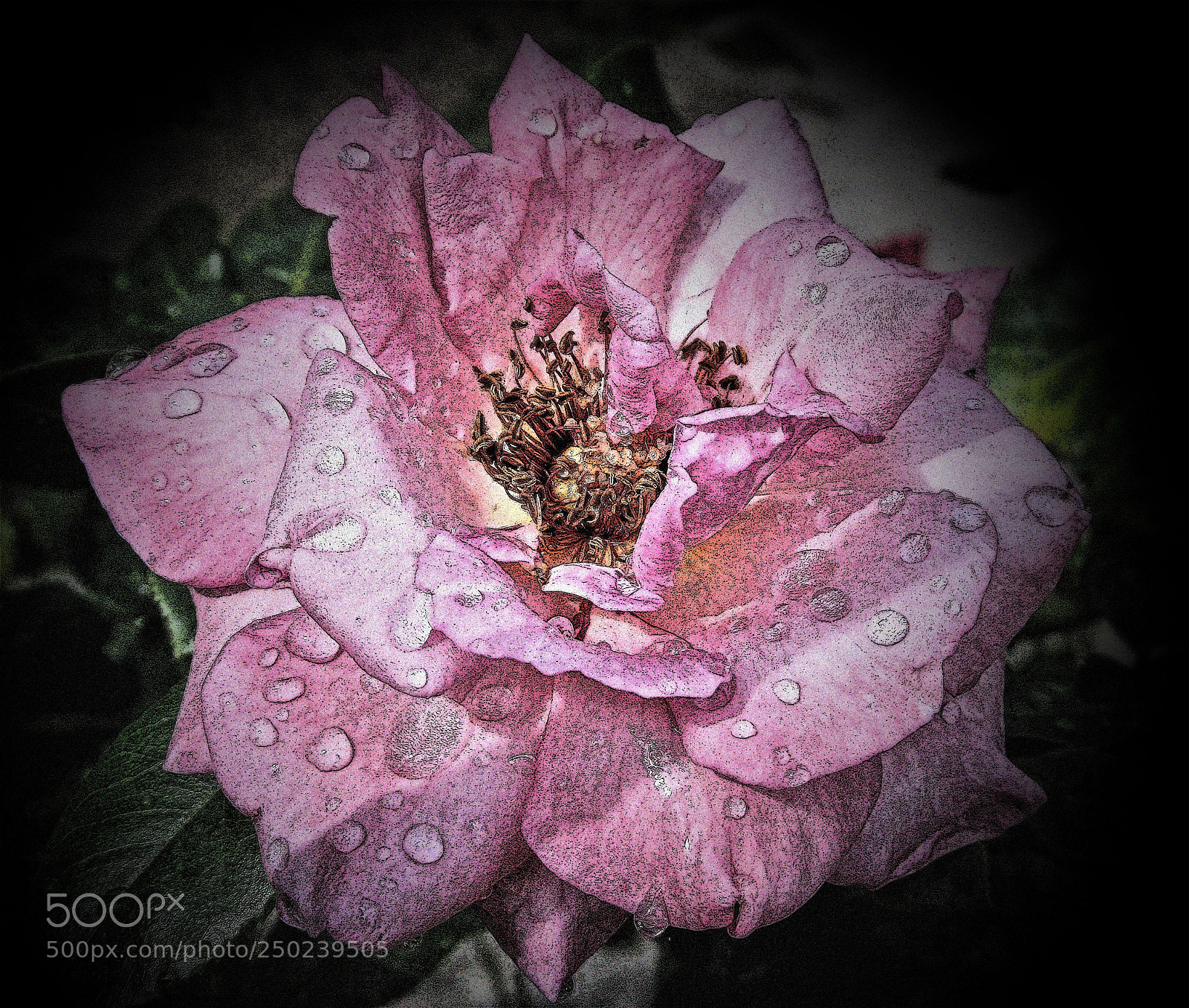 Canon PowerShot SX130 IS sample photo. Pink rose in rain photography