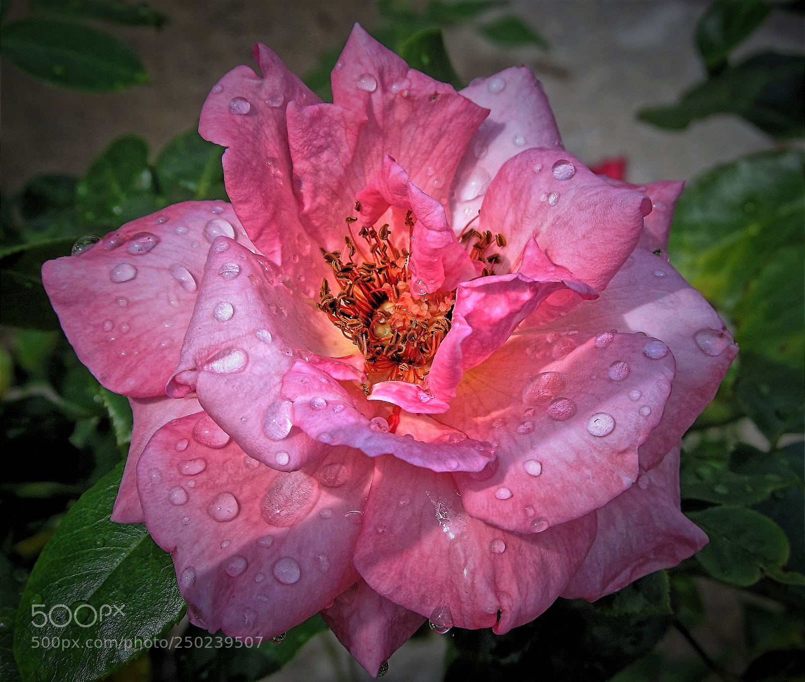 Canon PowerShot SX130 IS sample photo. Pink rose in rain photography