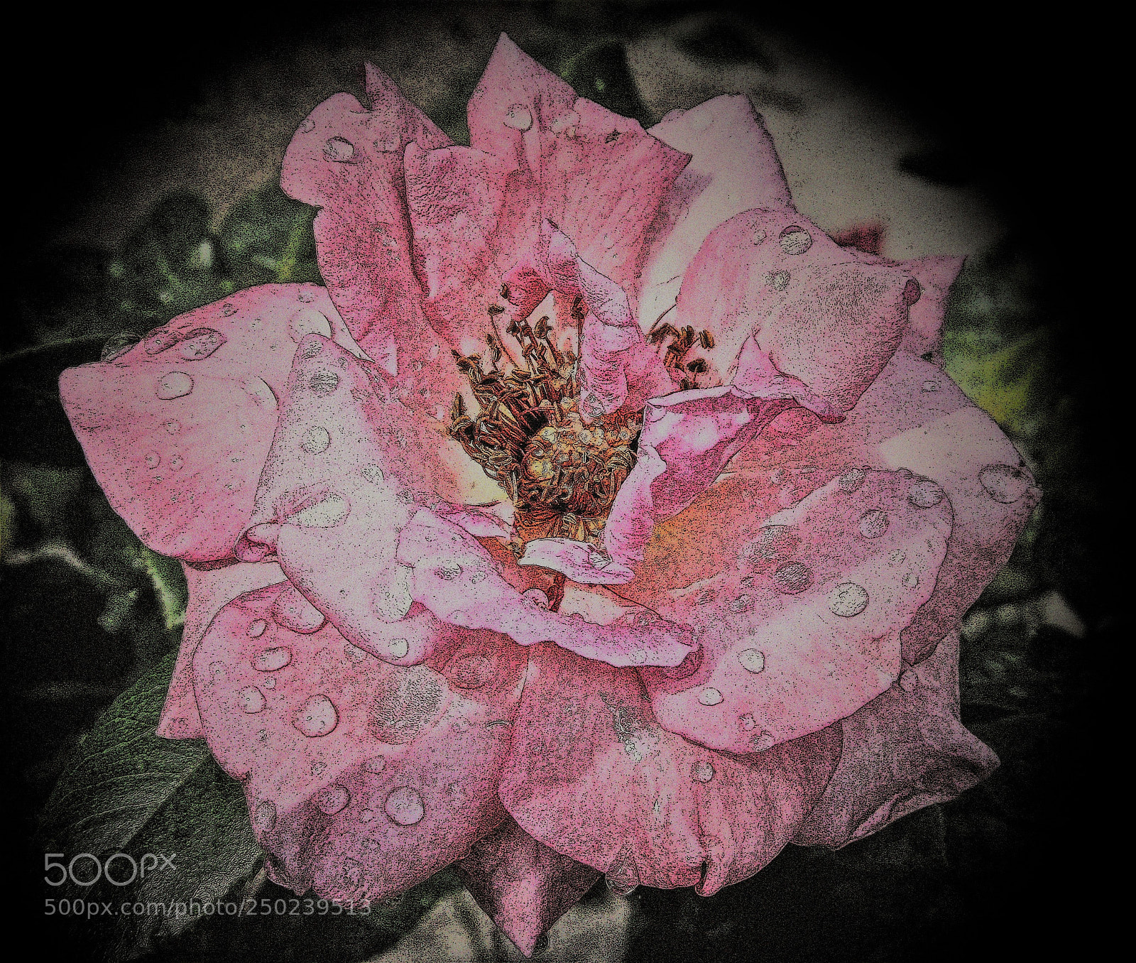 Canon PowerShot SX130 IS sample photo. Pink rose in rain photography