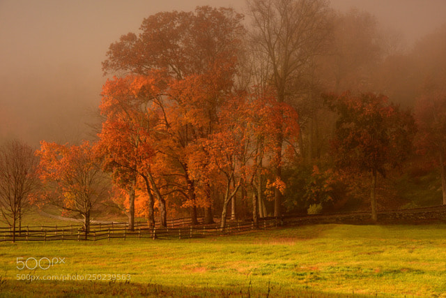 Nikon D810 sample photo. Morning fog photography