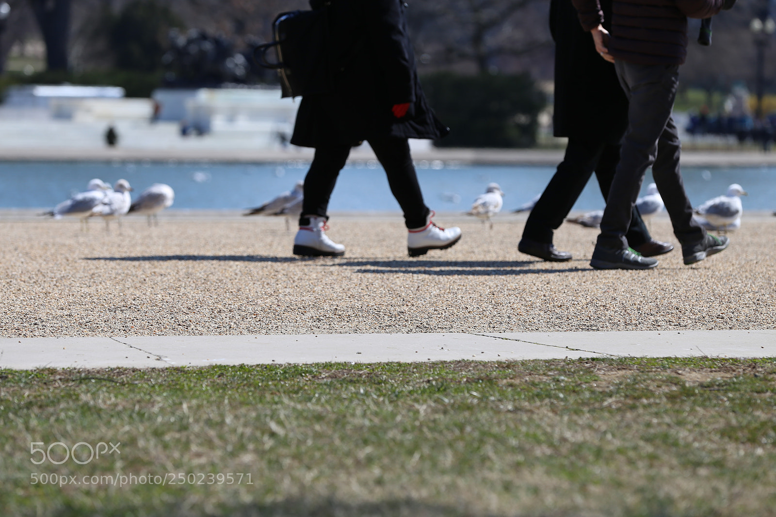 Canon EF 70-200mm F2.8L IS II USM sample photo. Walking by the birds photography