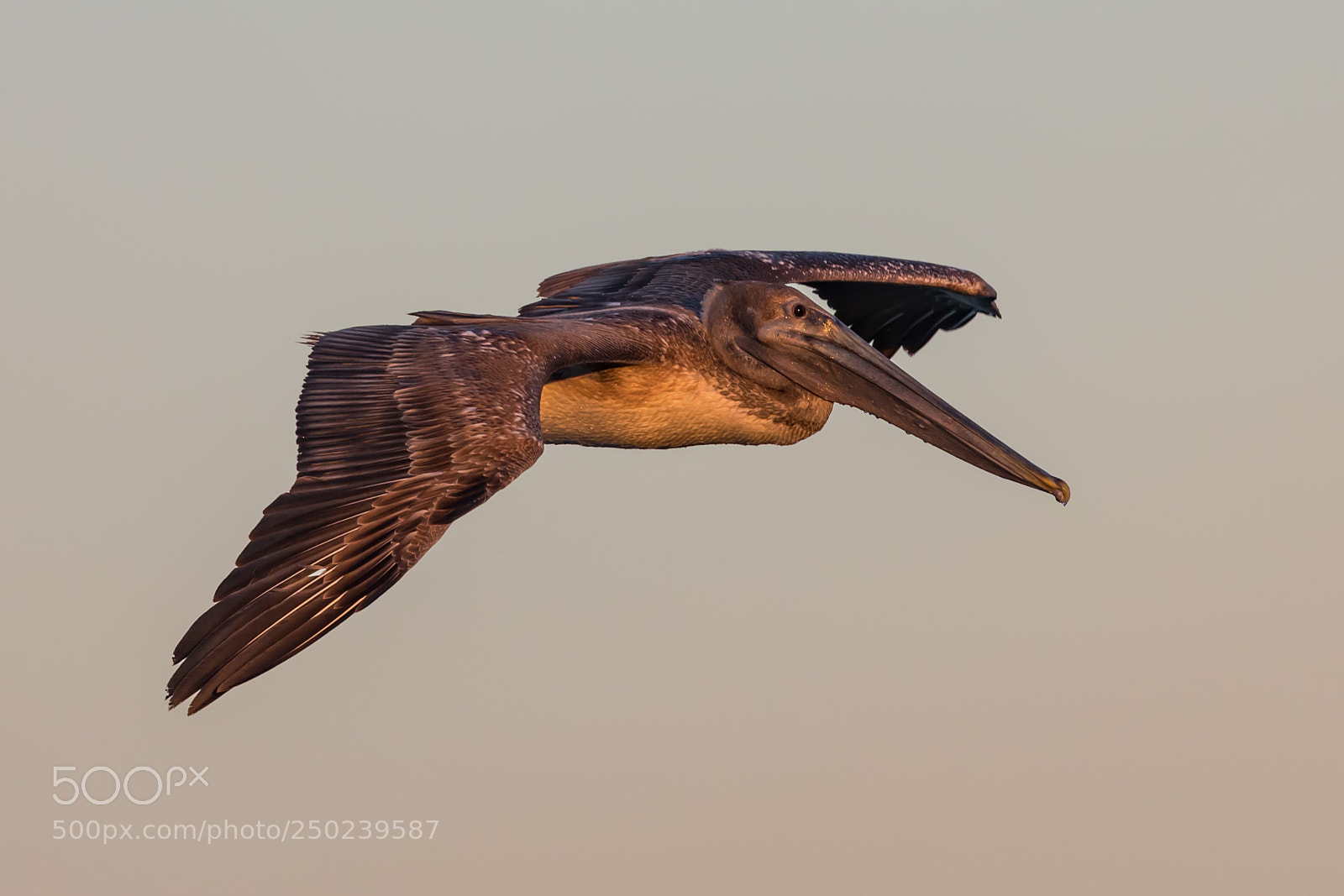 Canon EOS 5D Mark IV sample photo. Pelican photography