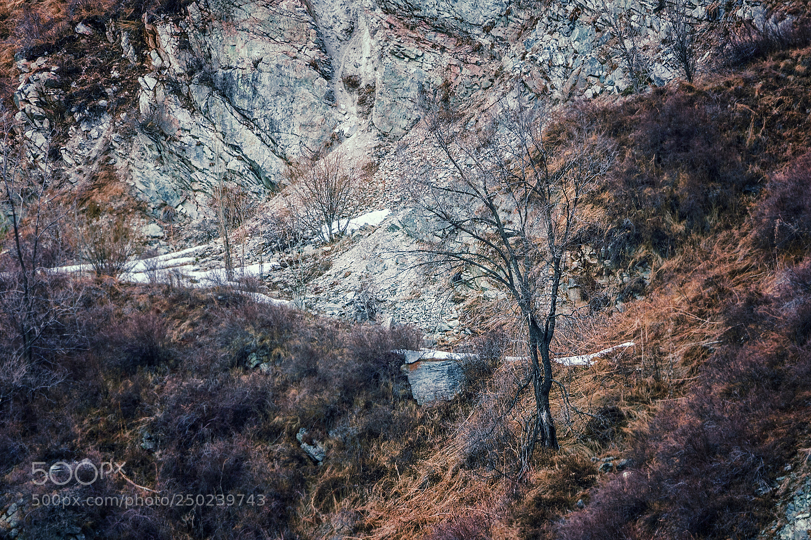 Nikon D5300 sample photo. Lonely tree waiting for photography
