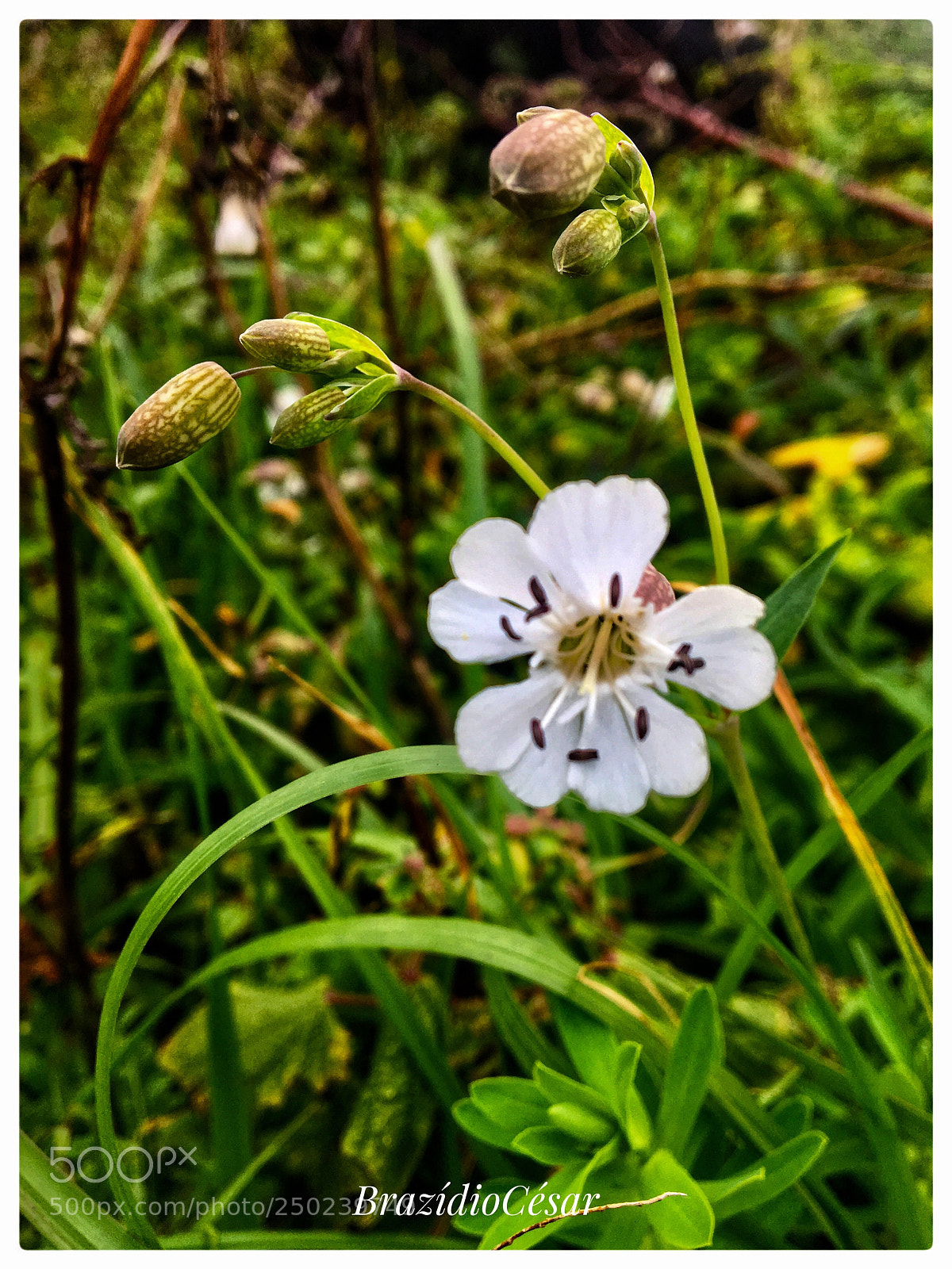 Apple iPhone 6s sample photo. Untitled photography