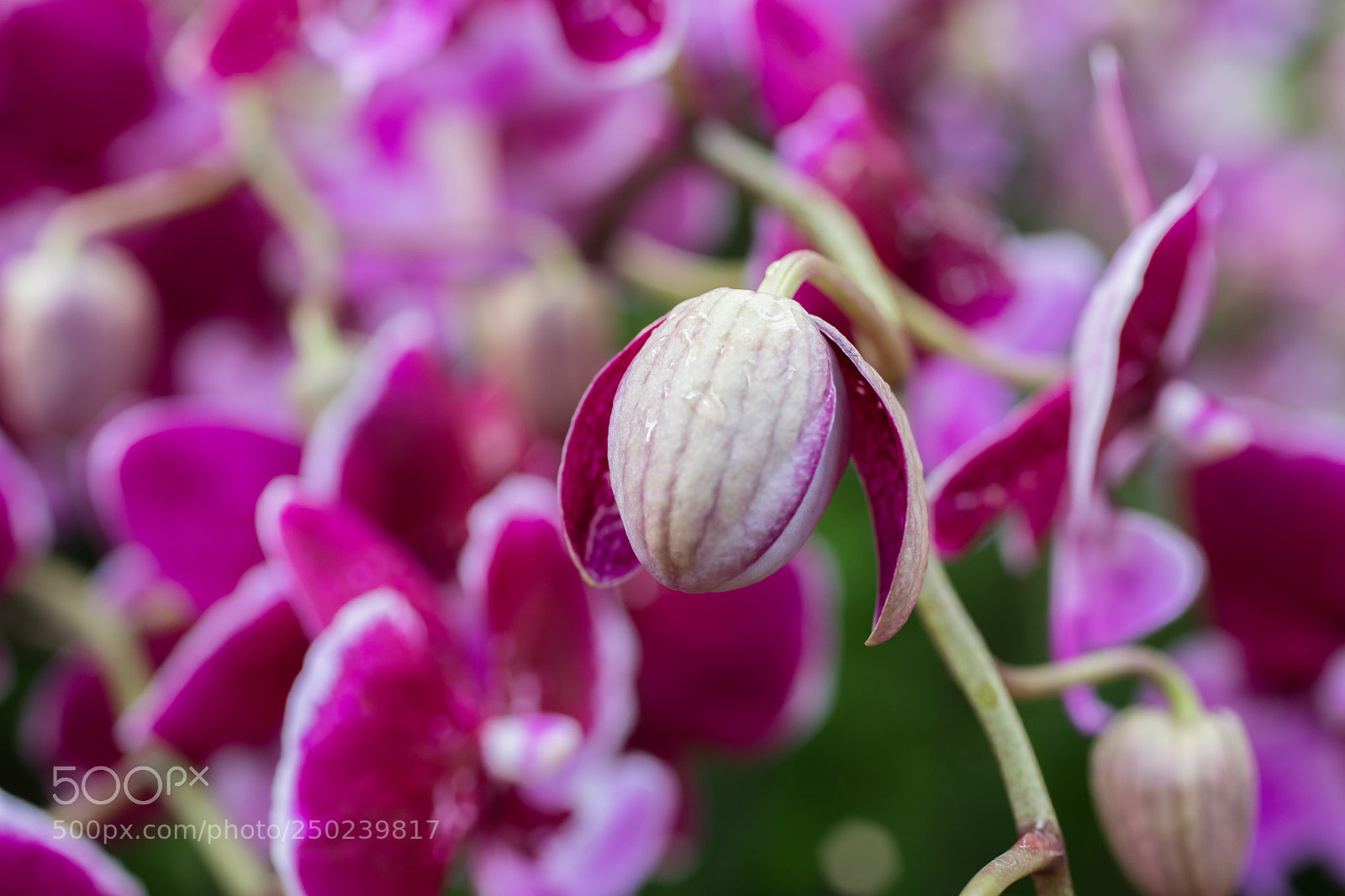 Canon EOS 5D Mark IV sample photo. Untitled photography