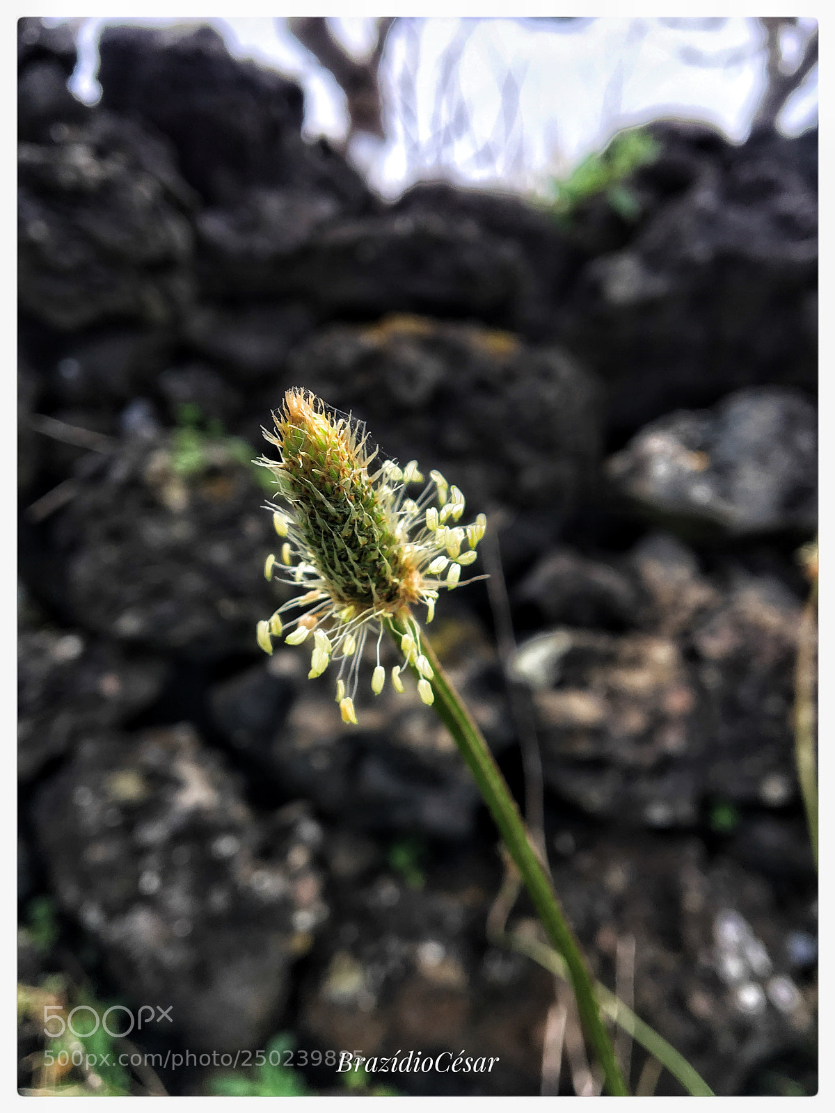Apple iPhone 6s sample photo. Untitled photography