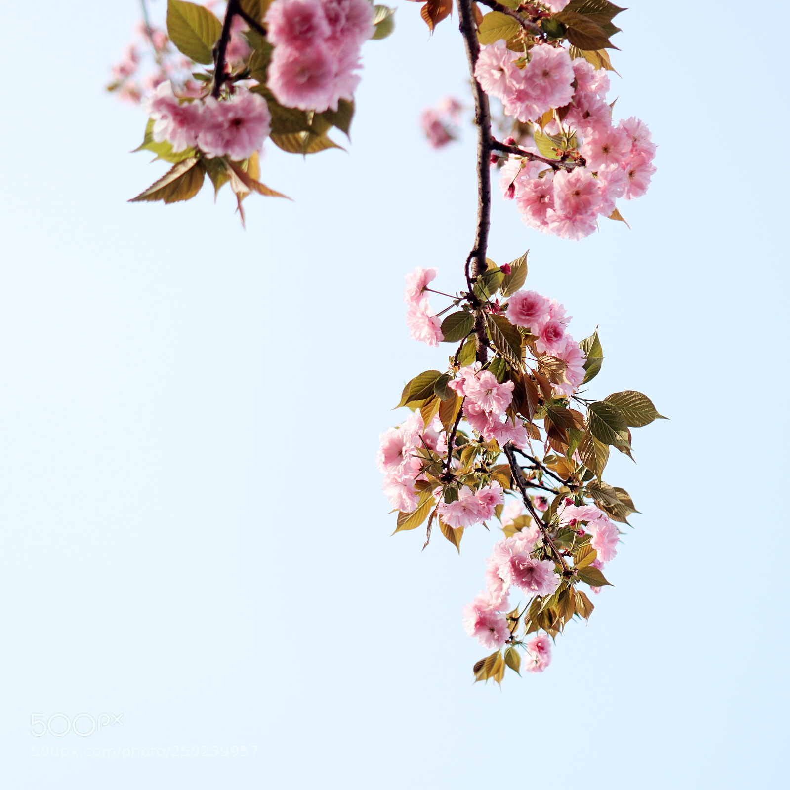 Sony a6300 sample photo. Untitled photography
