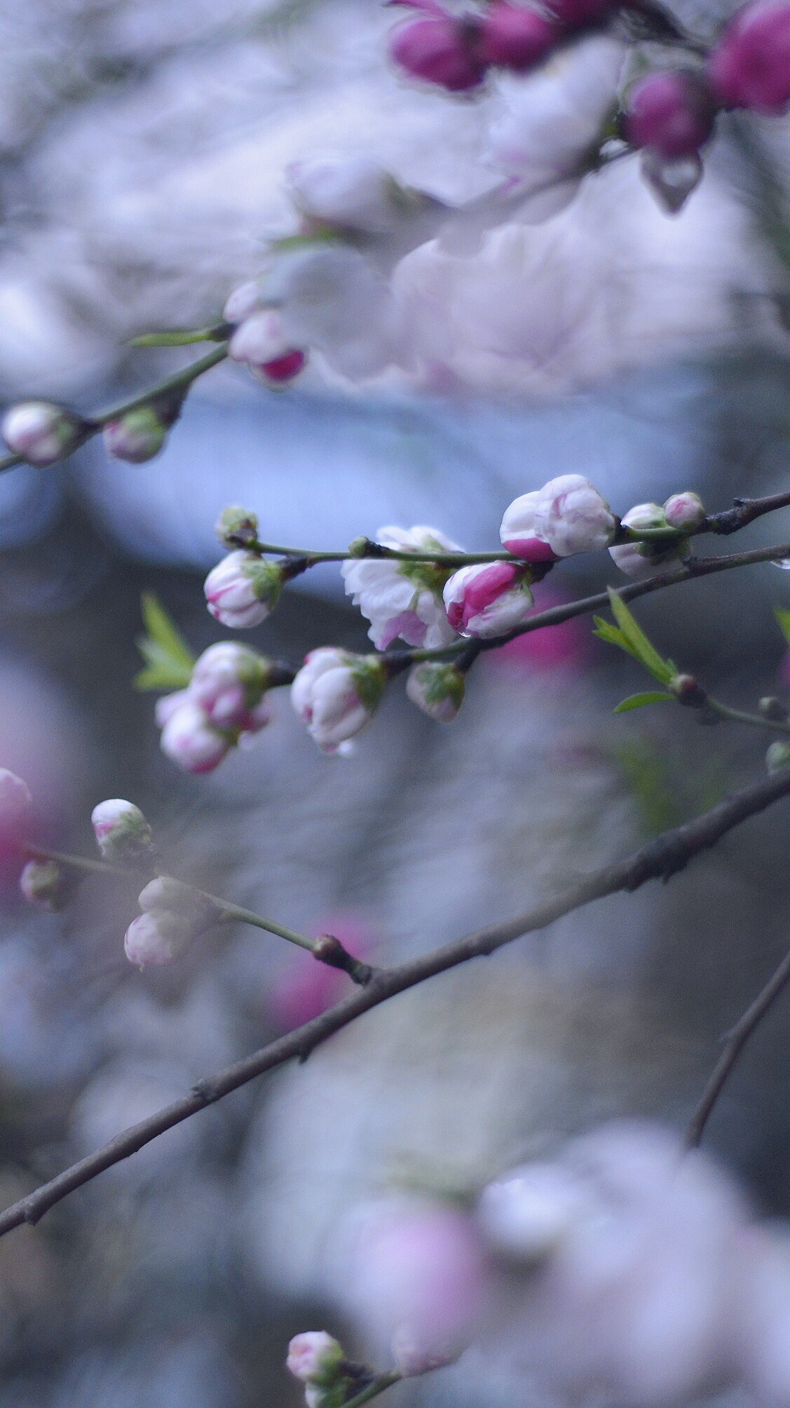 Nikon D610 + Nikon AF Nikkor 50mm F1.8D sample photo. 微博：penghufei photography