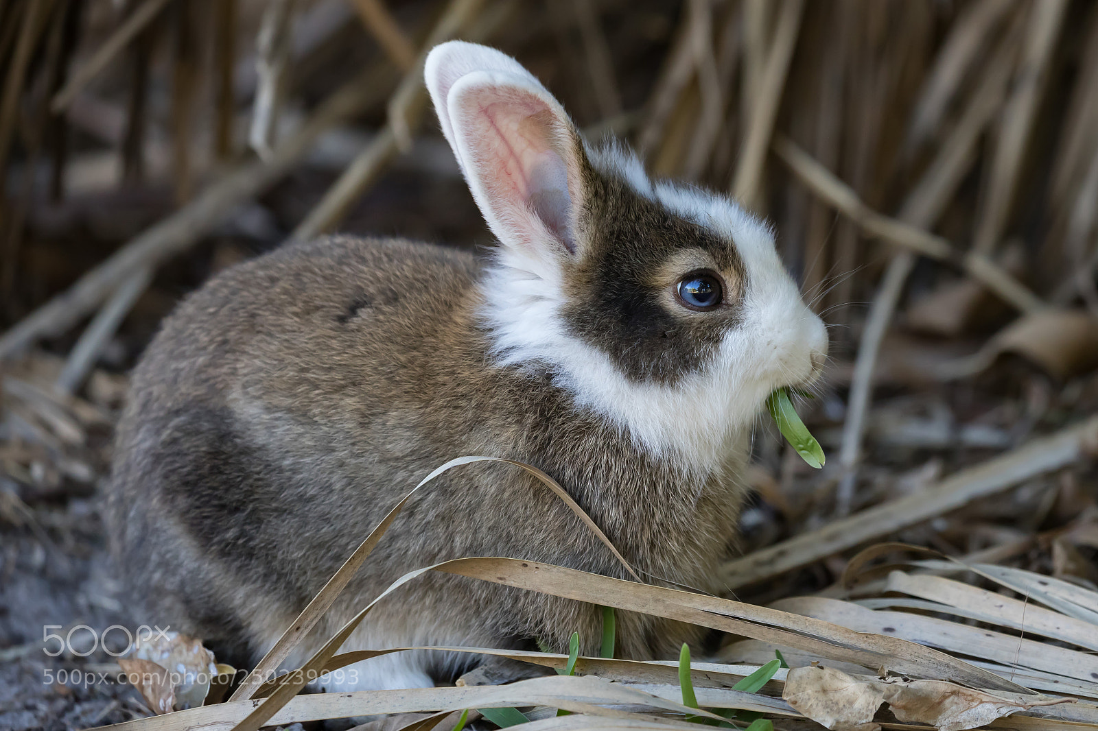 Canon EOS 5D Mark IV sample photo. Rabbit photography