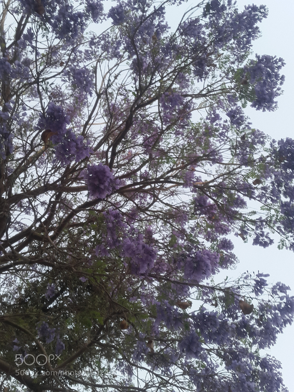 Samsung Galaxy S5 sample photo. Flowers?? photography