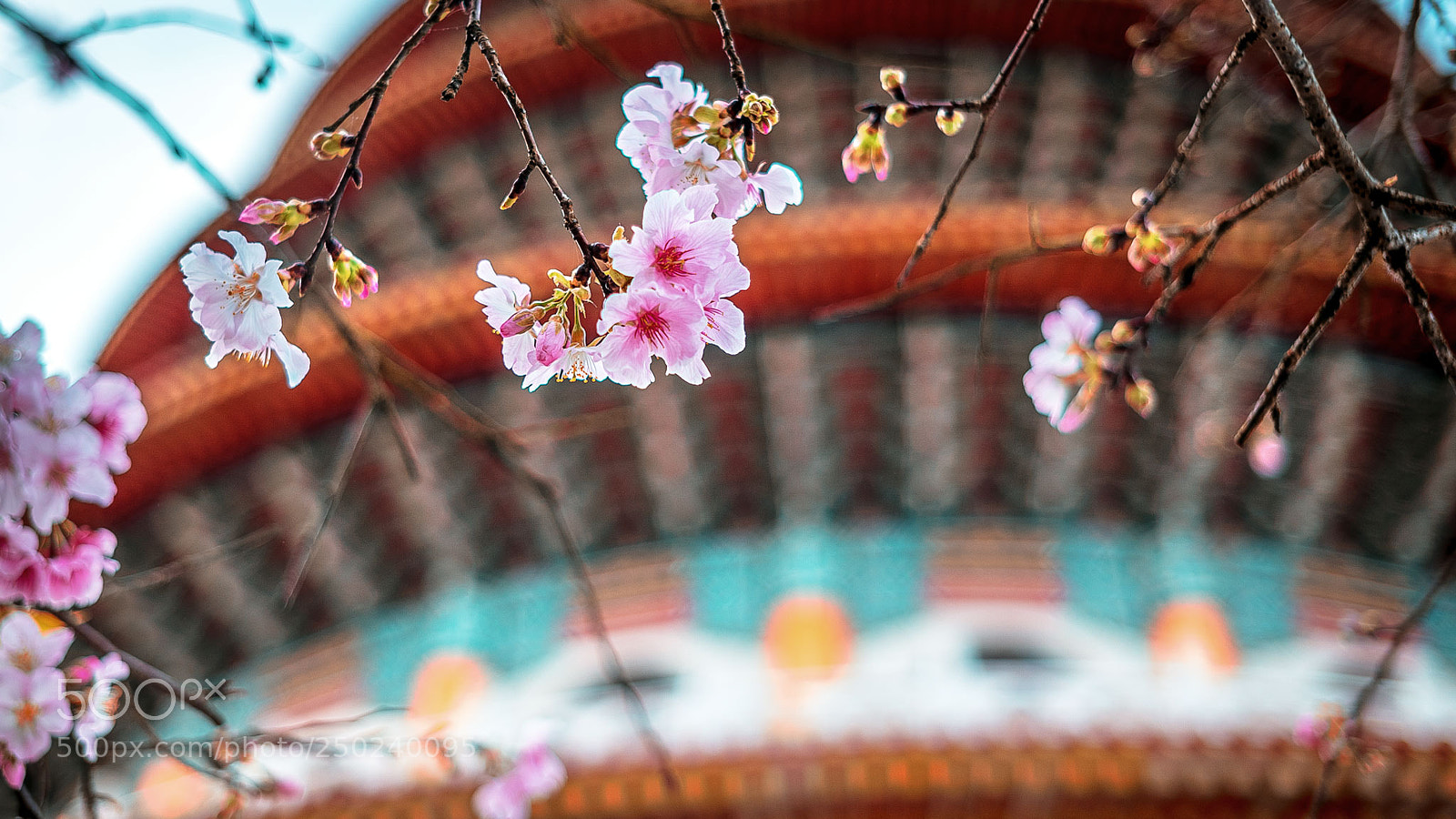 Leica SL (Typ 601) sample photo. Sakura season in taipei. photography