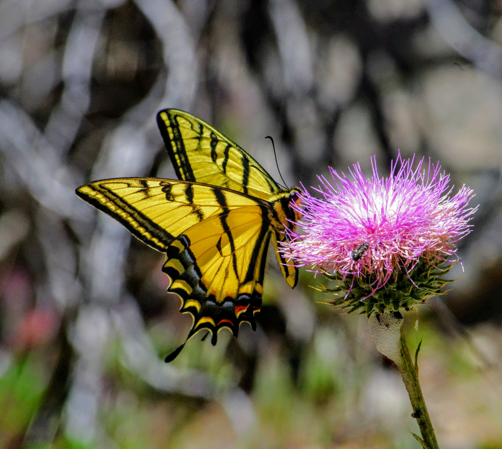 Pentax K-x sample photo. Butterfly and thistle photography