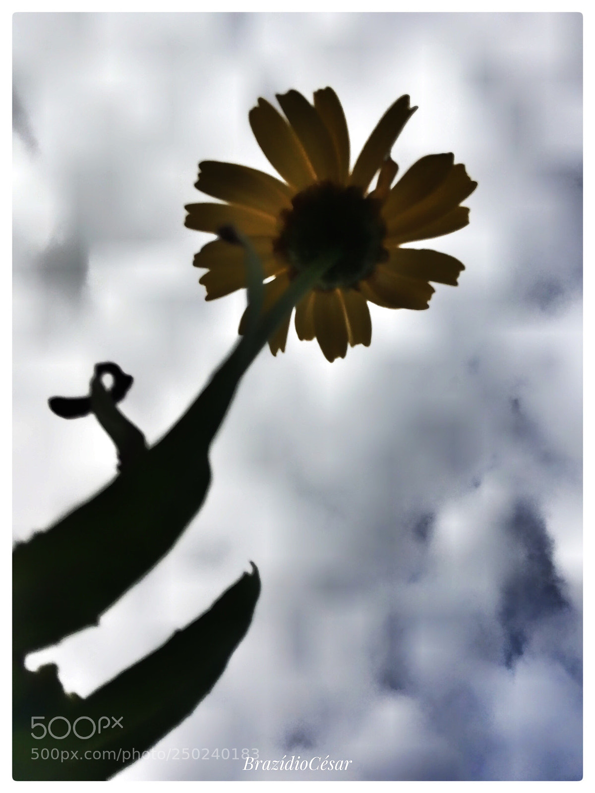 Apple iPhone 6s sample photo. Untitled photography