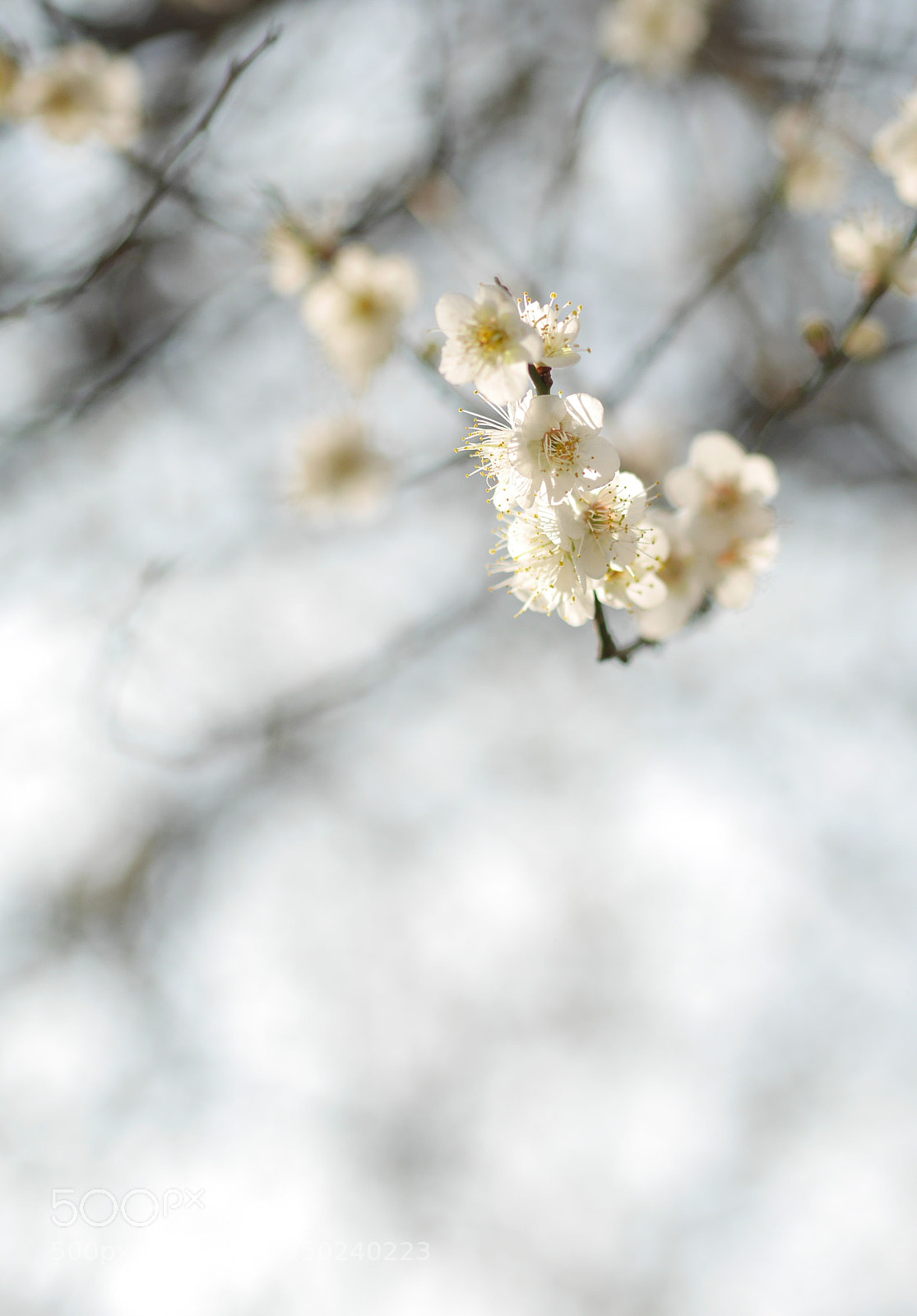 Panasonic Lumix DMC-GM1 sample photo. Photo 上午 photography