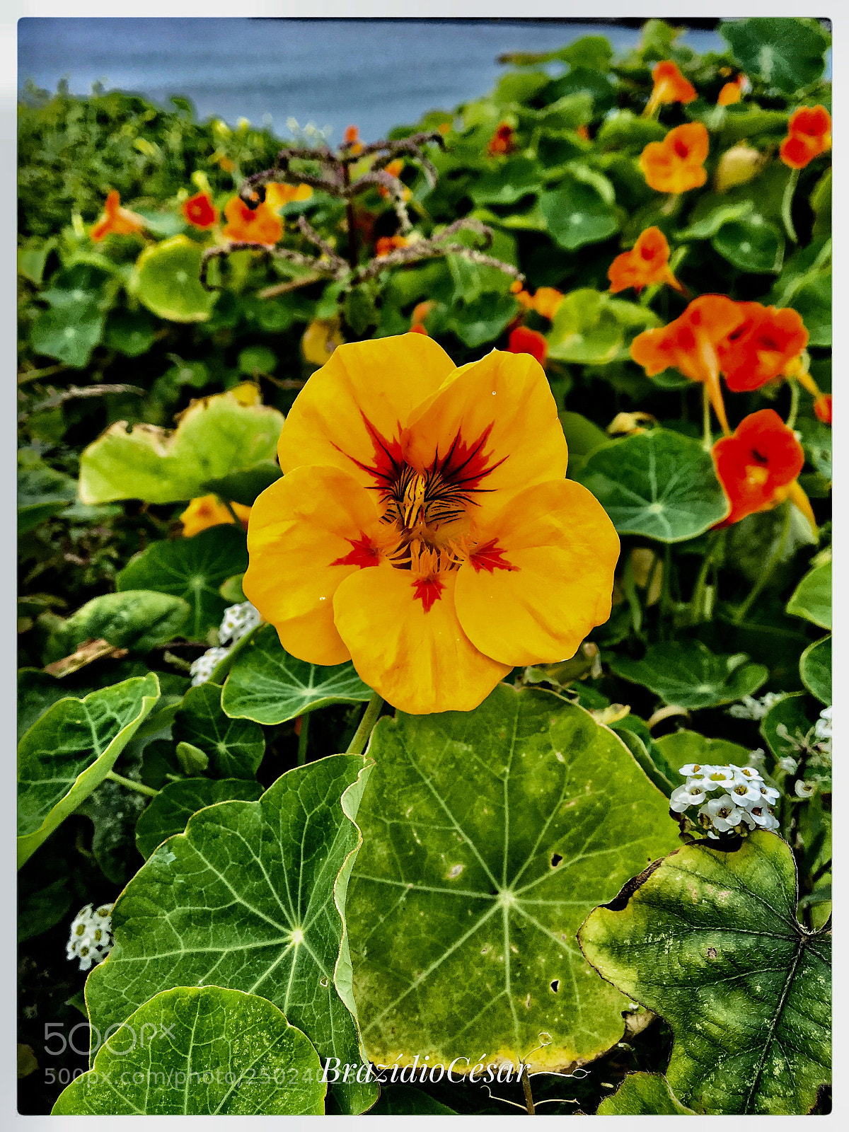 Apple iPhone 6s sample photo. Untitled photography