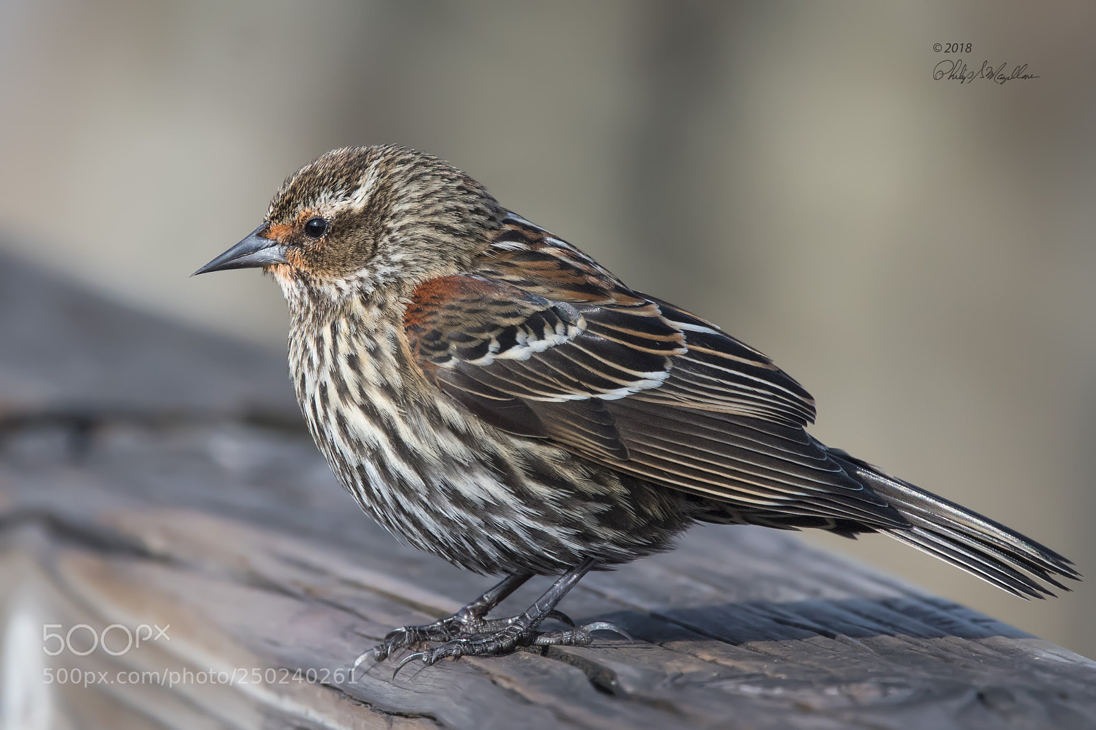 Nikon D500 sample photo. Red winged blackbird female photography