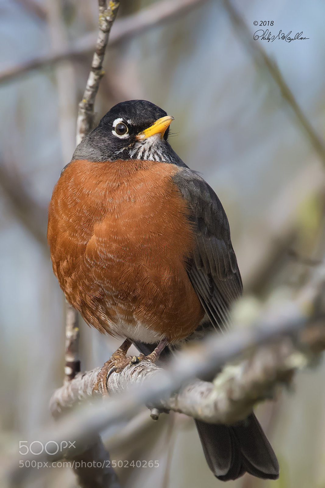 Nikon D500 sample photo. American robin photography