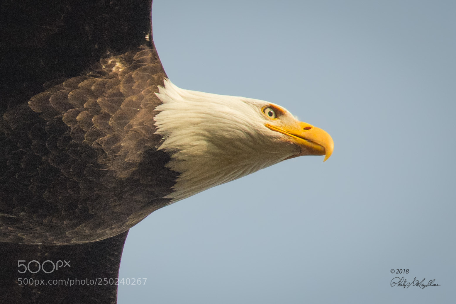 Nikon D500 sample photo. Bald eagle overhead photography