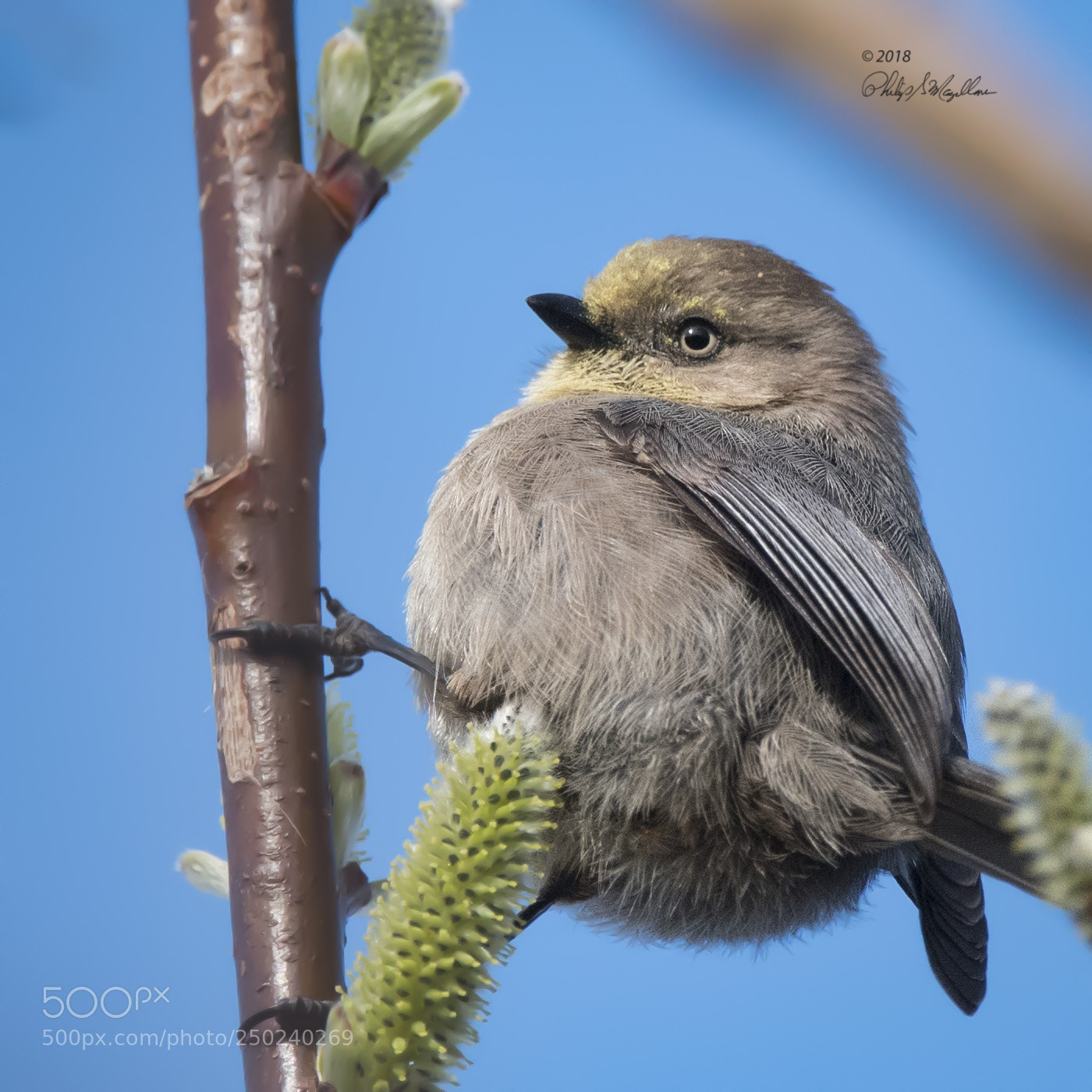 Nikon D500 sample photo. Bushtit photography