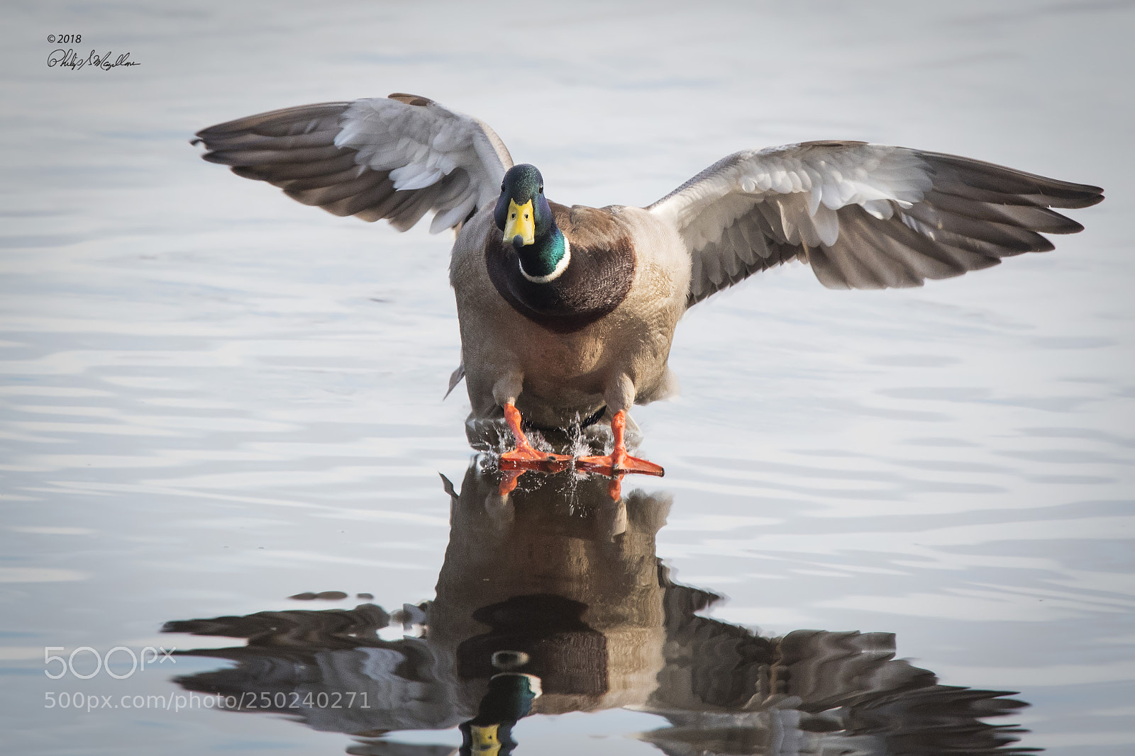 Nikon D500 sample photo. Mallard drake landing photography