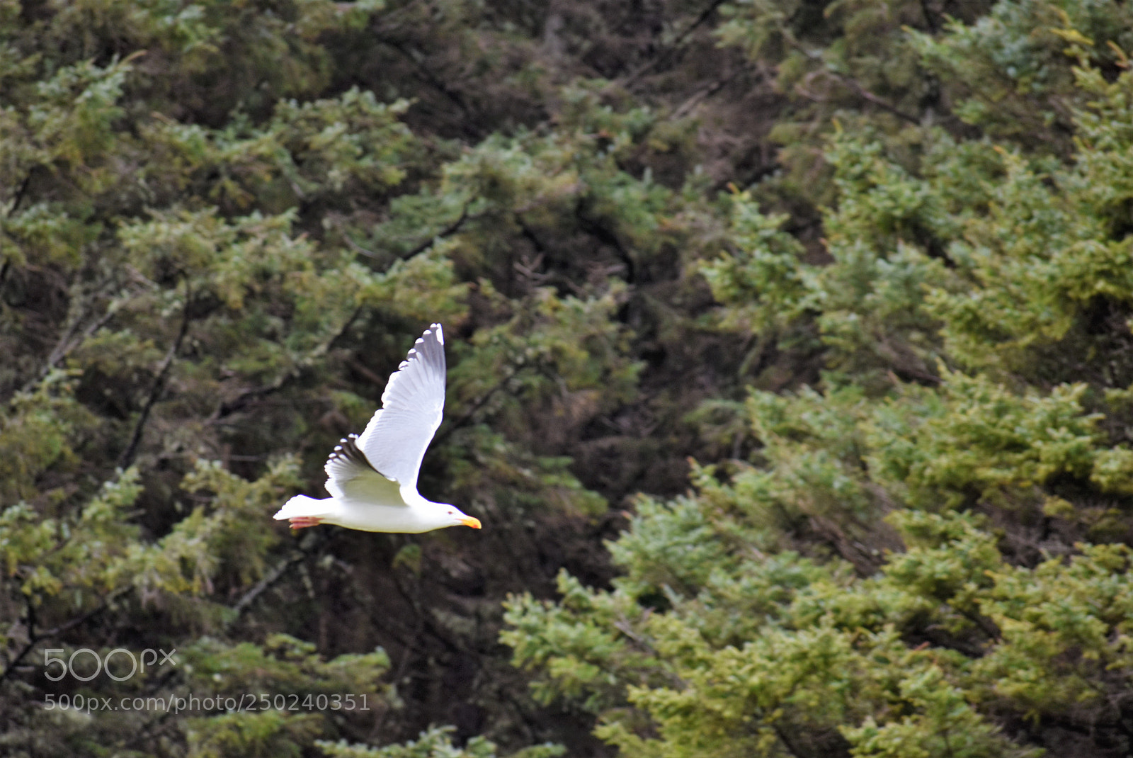 Nikon D3400 sample photo. Pacific northwest - cannon photography