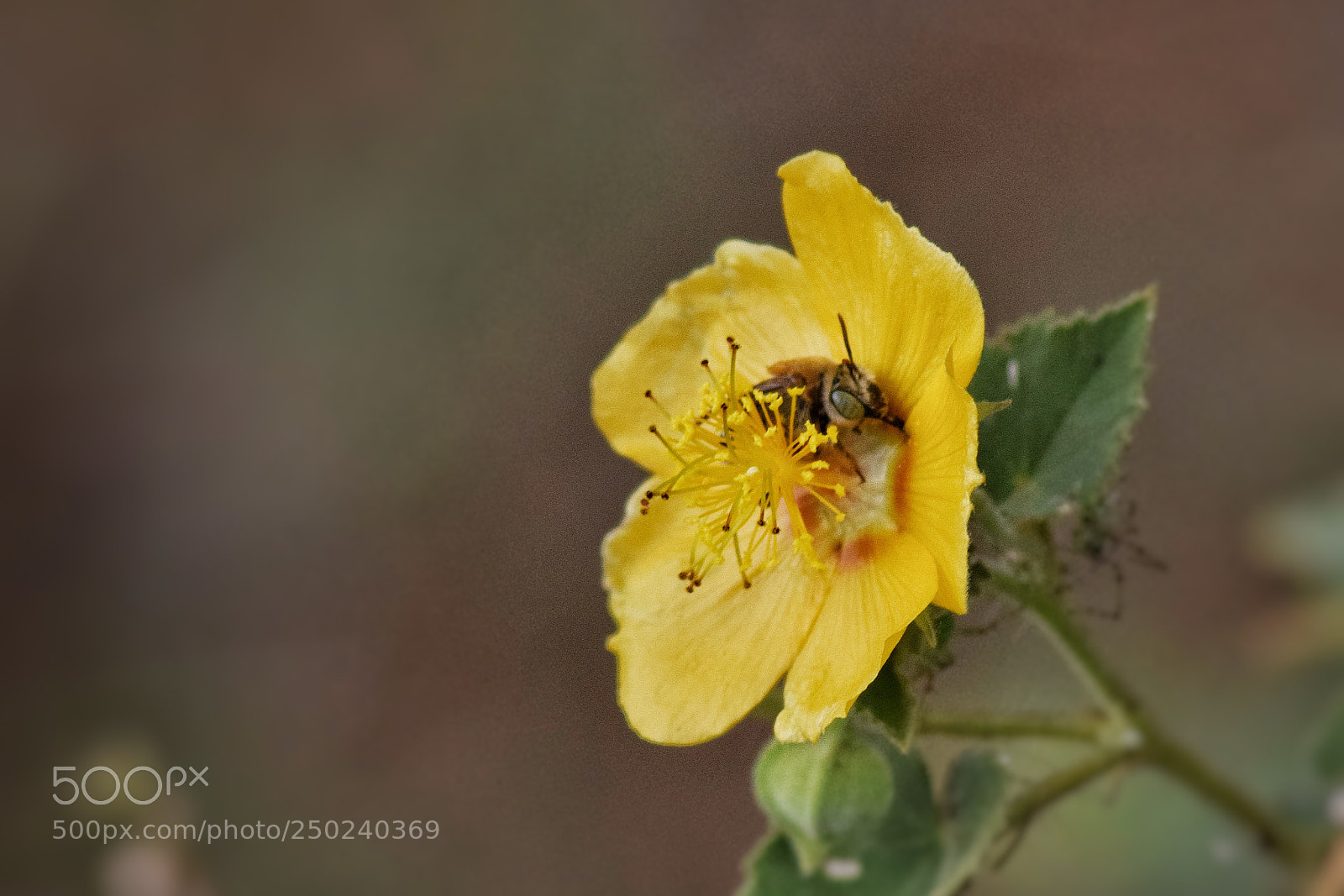 Nikon D3300 sample photo. Honey bee photography