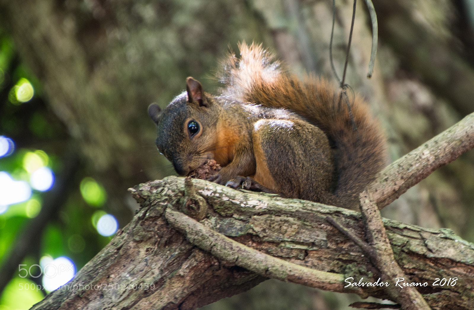 Nikon D7500 sample photo. Chipmunk costa rica photography